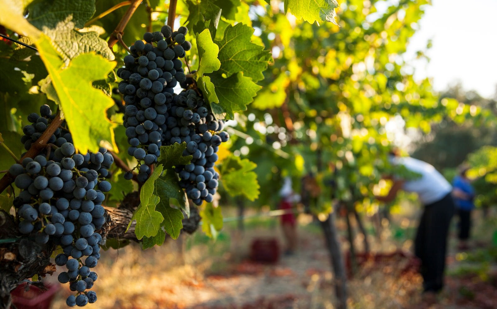 Grapes hanging on the vines at a winery in Urla, on Turkey's Aegean coast