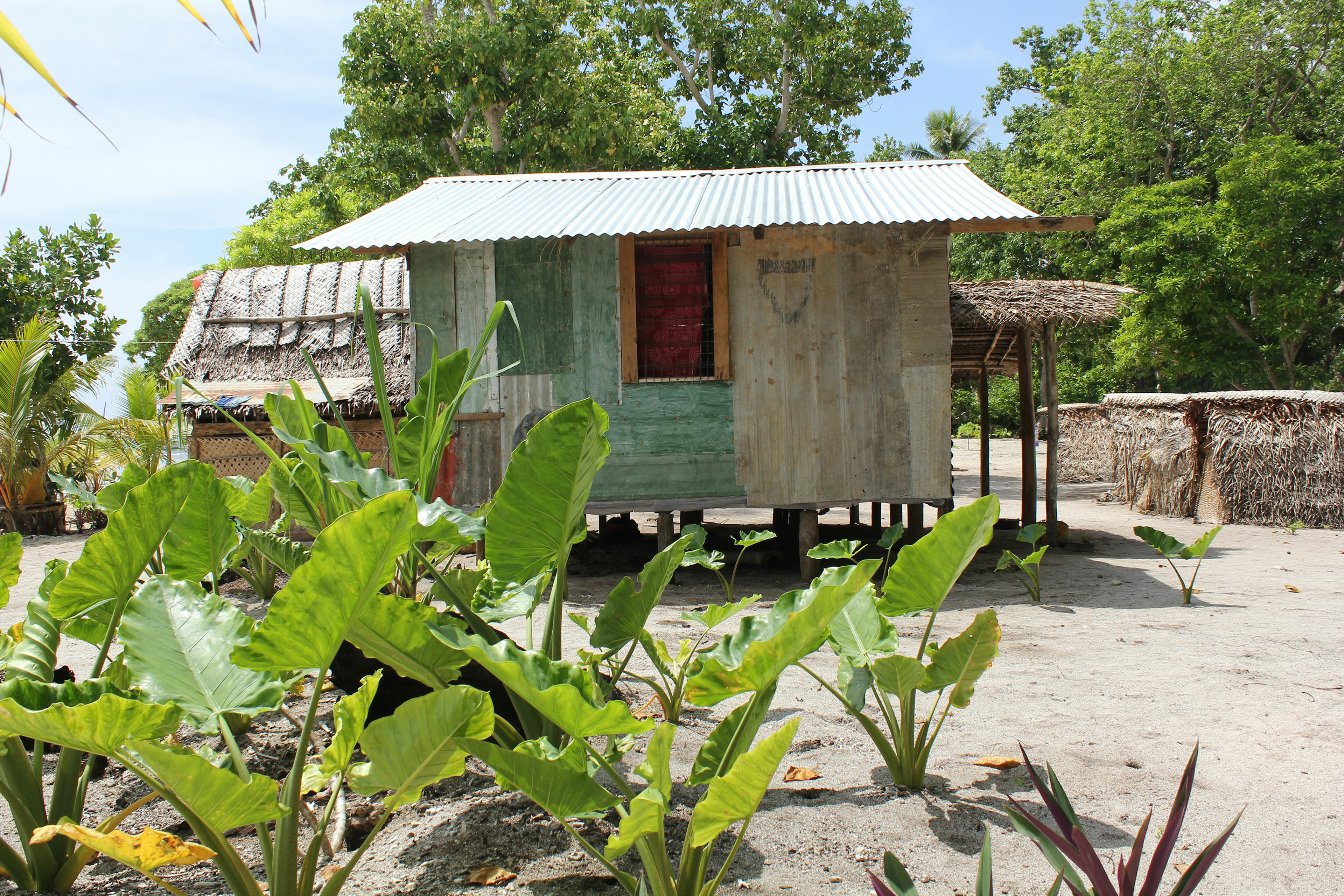 533223160
Trobriand Islands, Vegetable Garden, Papua New Guinea, House, Home Garden
An island home behind a small garden on Kiriwina Island.