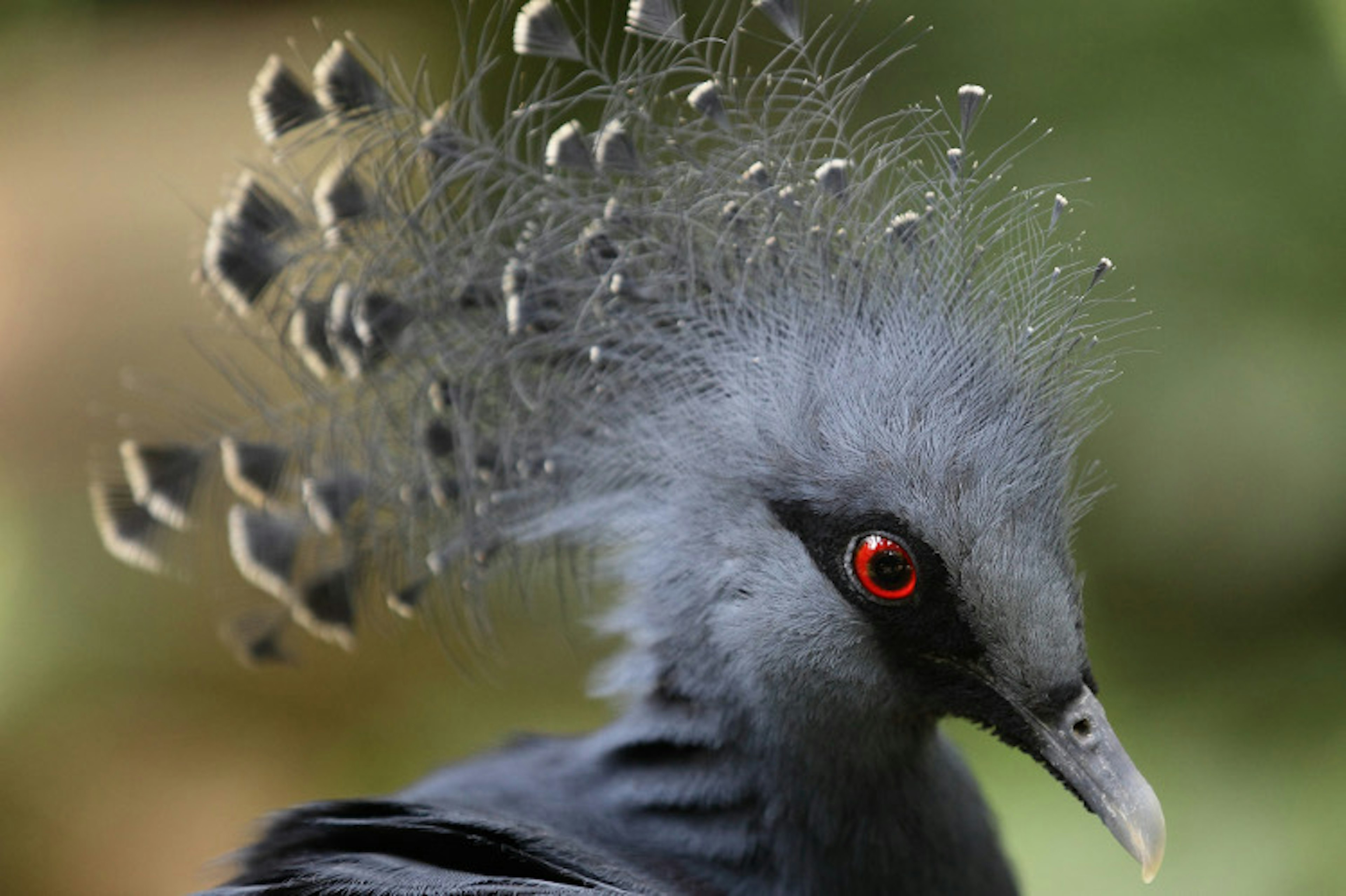 Victoria crowned pigeon, Jurong Bird Park, Singapore