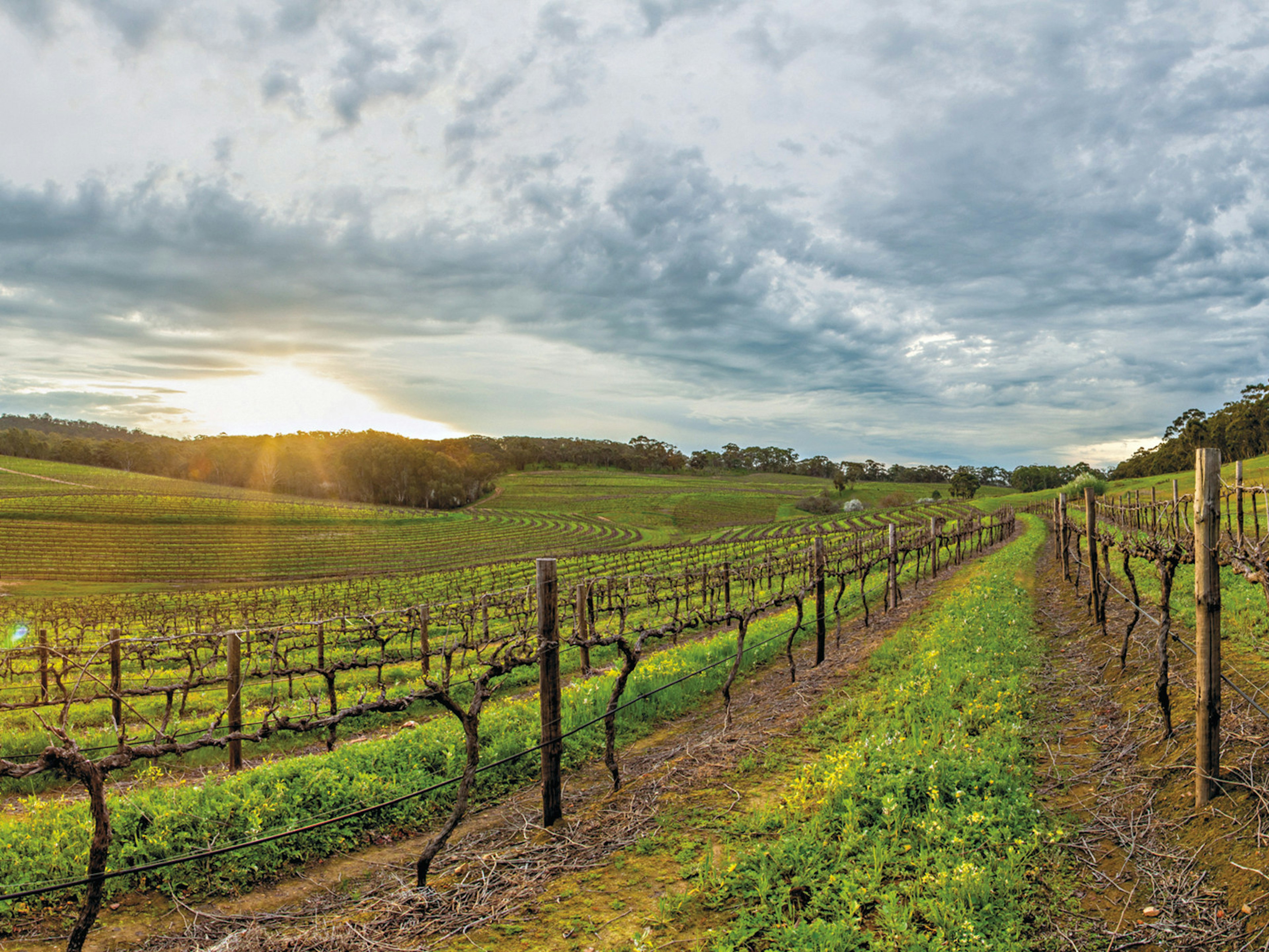 Sunset over the Skillogalee vines in Clare Valley © Courtesy of Skillogalee