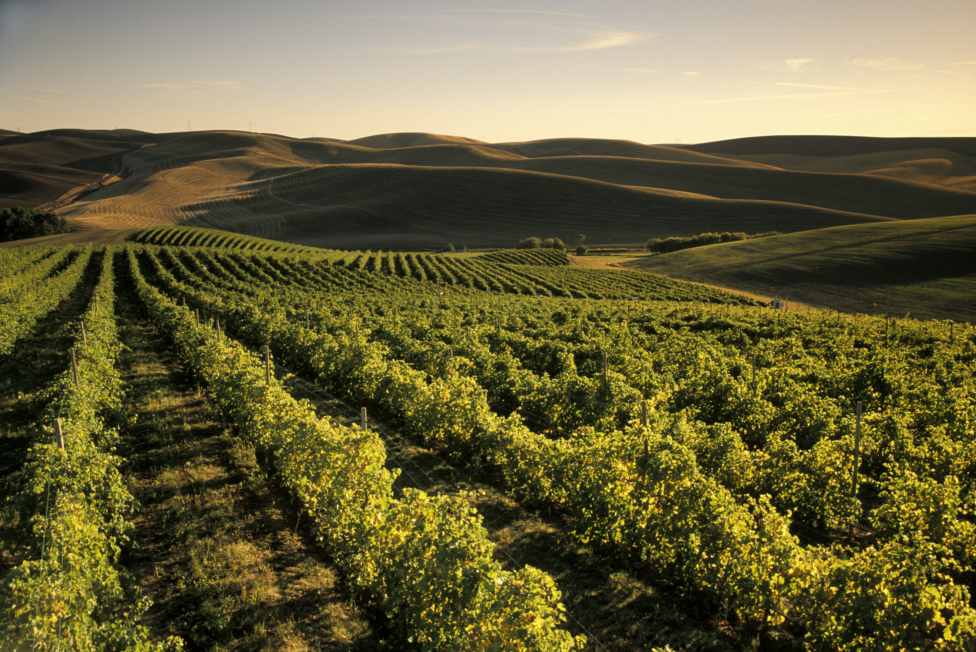 Expansive rows of wine grapes line a vineyard. In the background, rolling green hills; Walla Walla vineyards