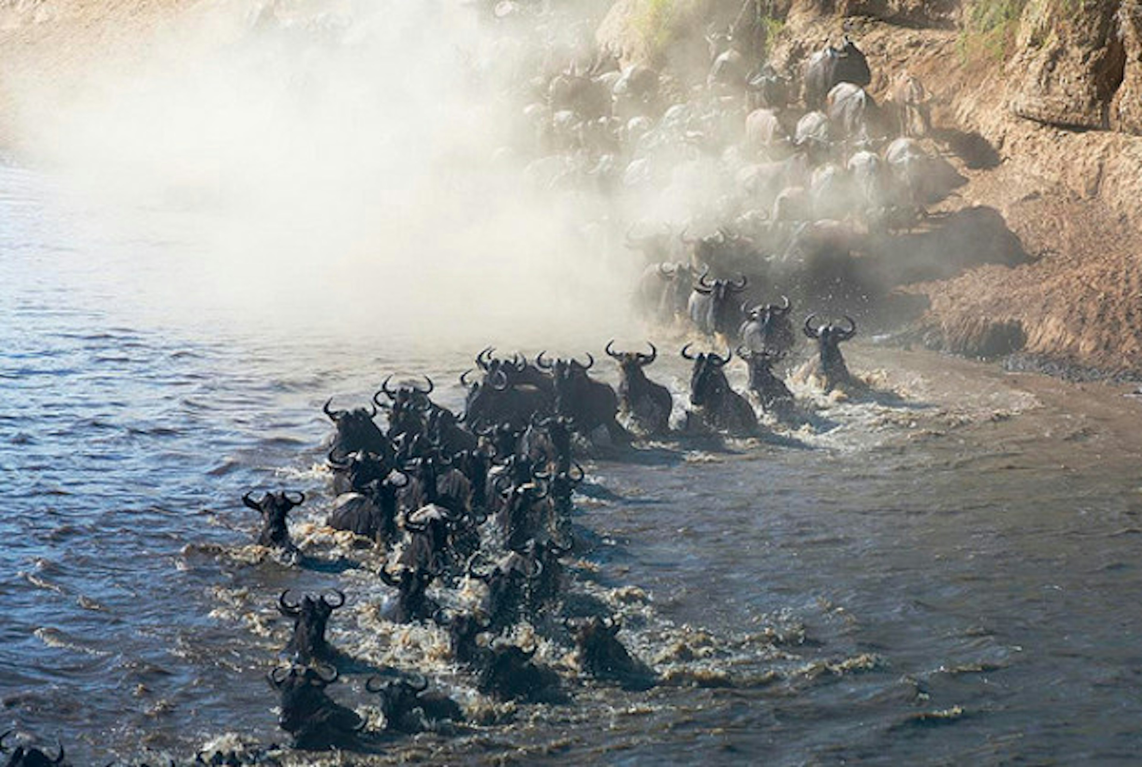 Wildebeest in the Masai Mara.