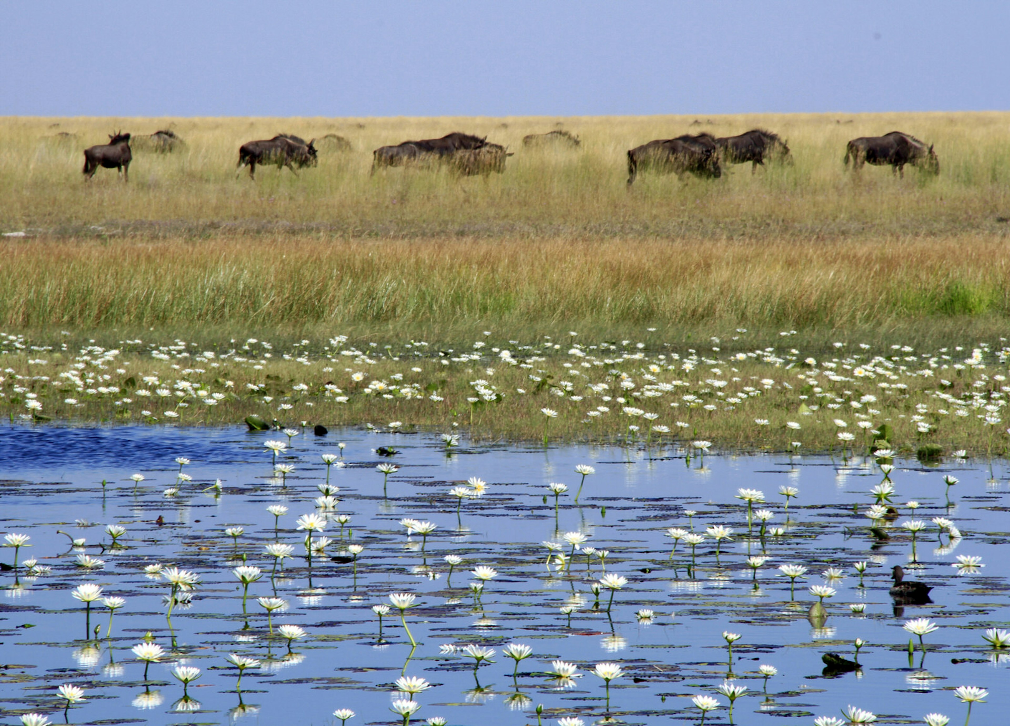 Herd of wildebeest migrating past a waterhole dotted with white waterlilies in Liuwa Plain National Park © Will Whitford