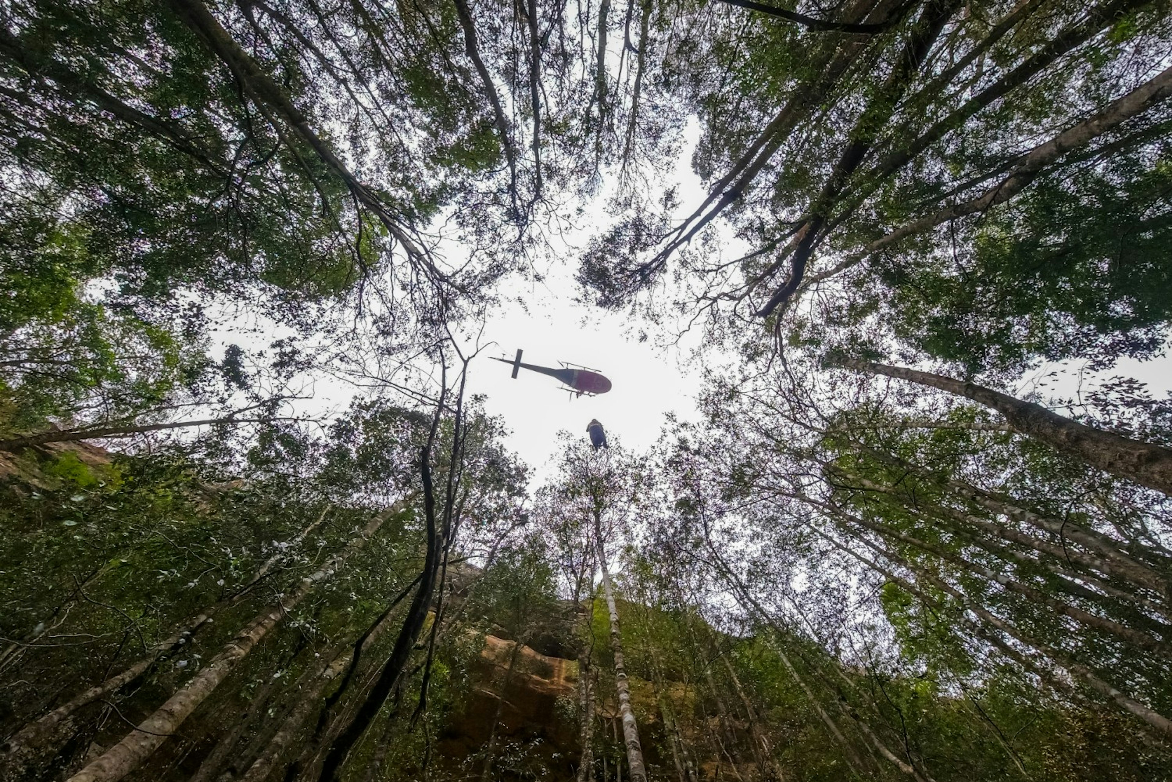 A helicopter above Wollemi pine trees