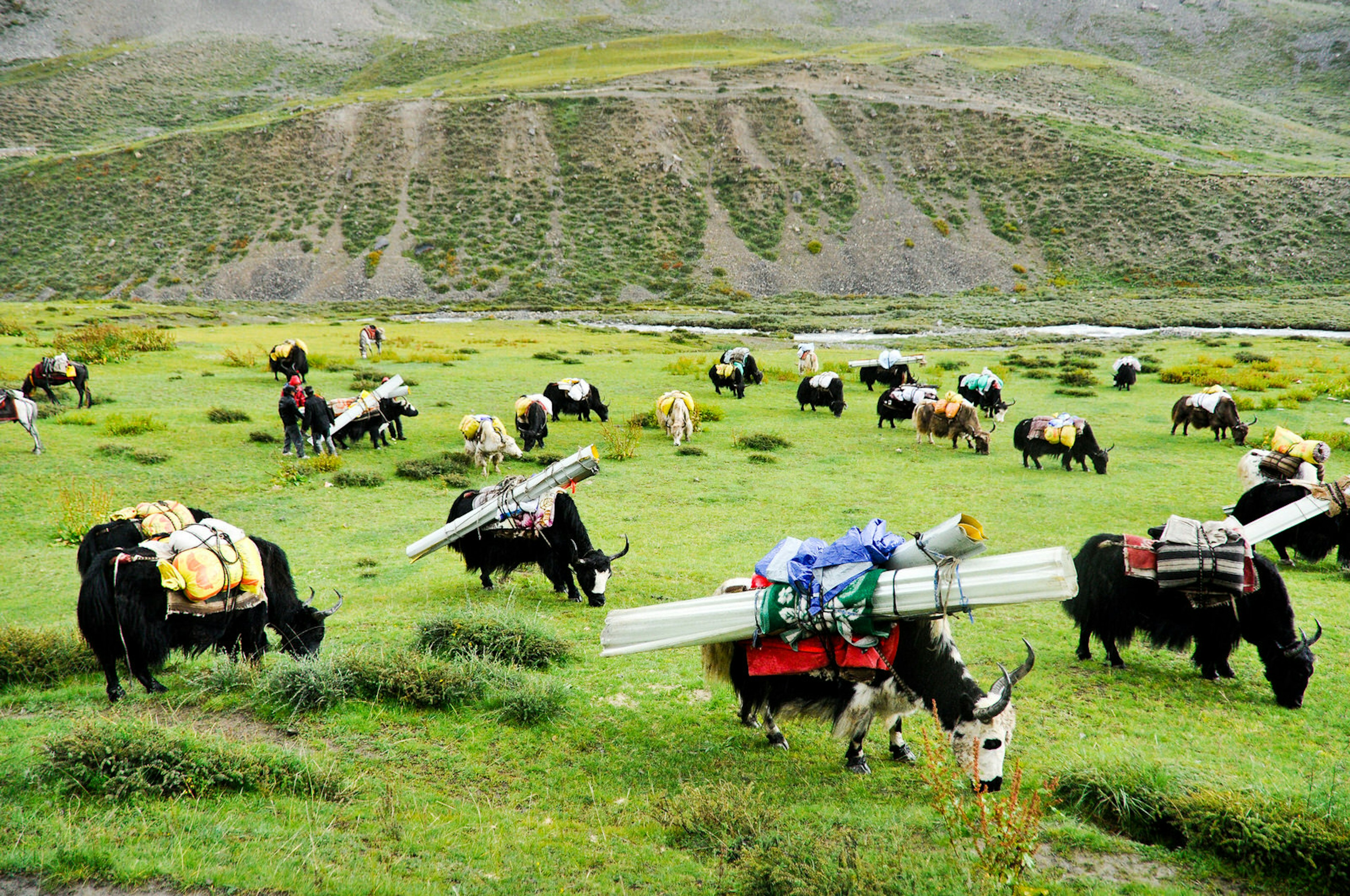 A yak caravan in a meadow in Dolpo