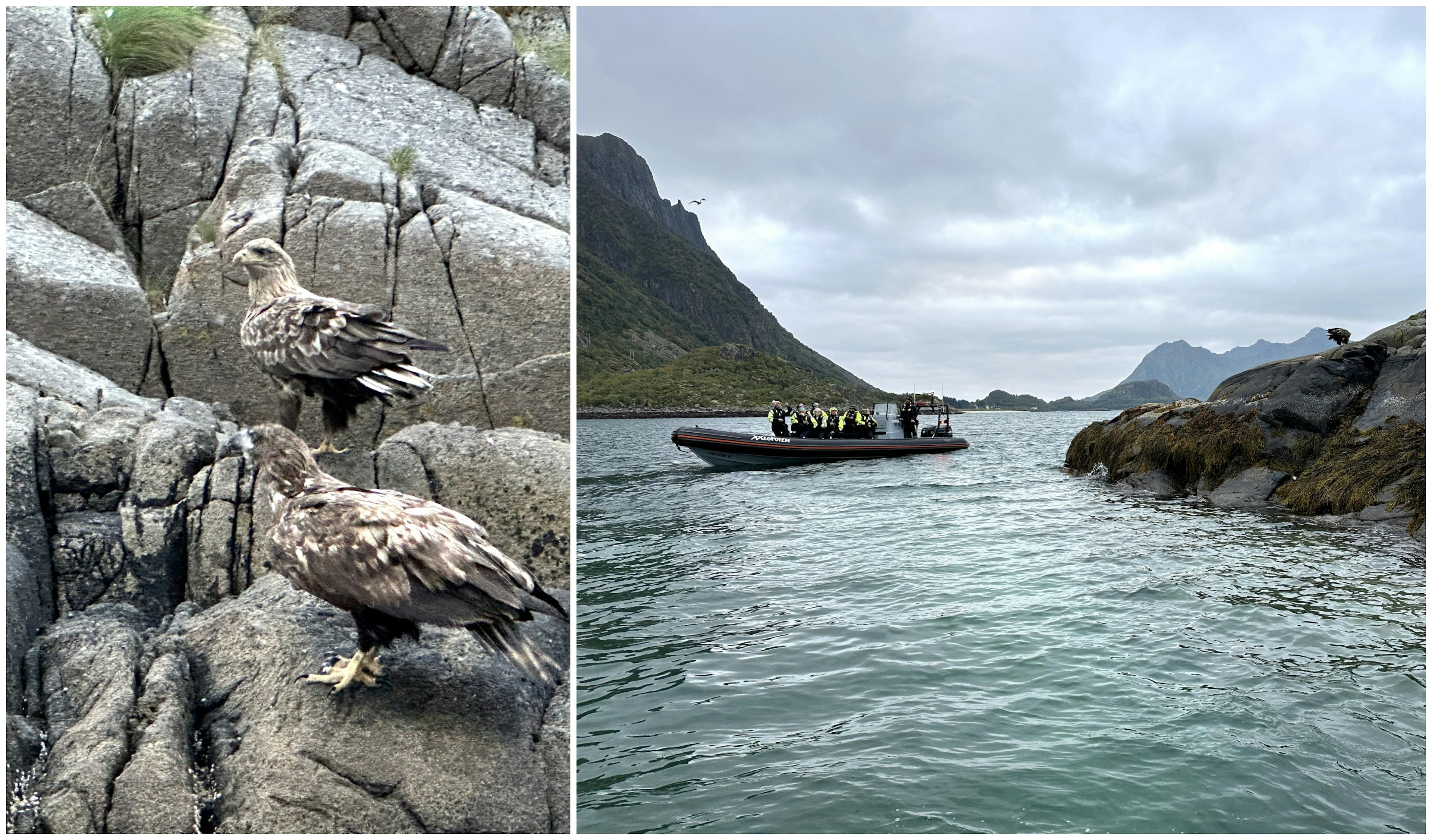 Eagle watching in the Lofoten Islands.