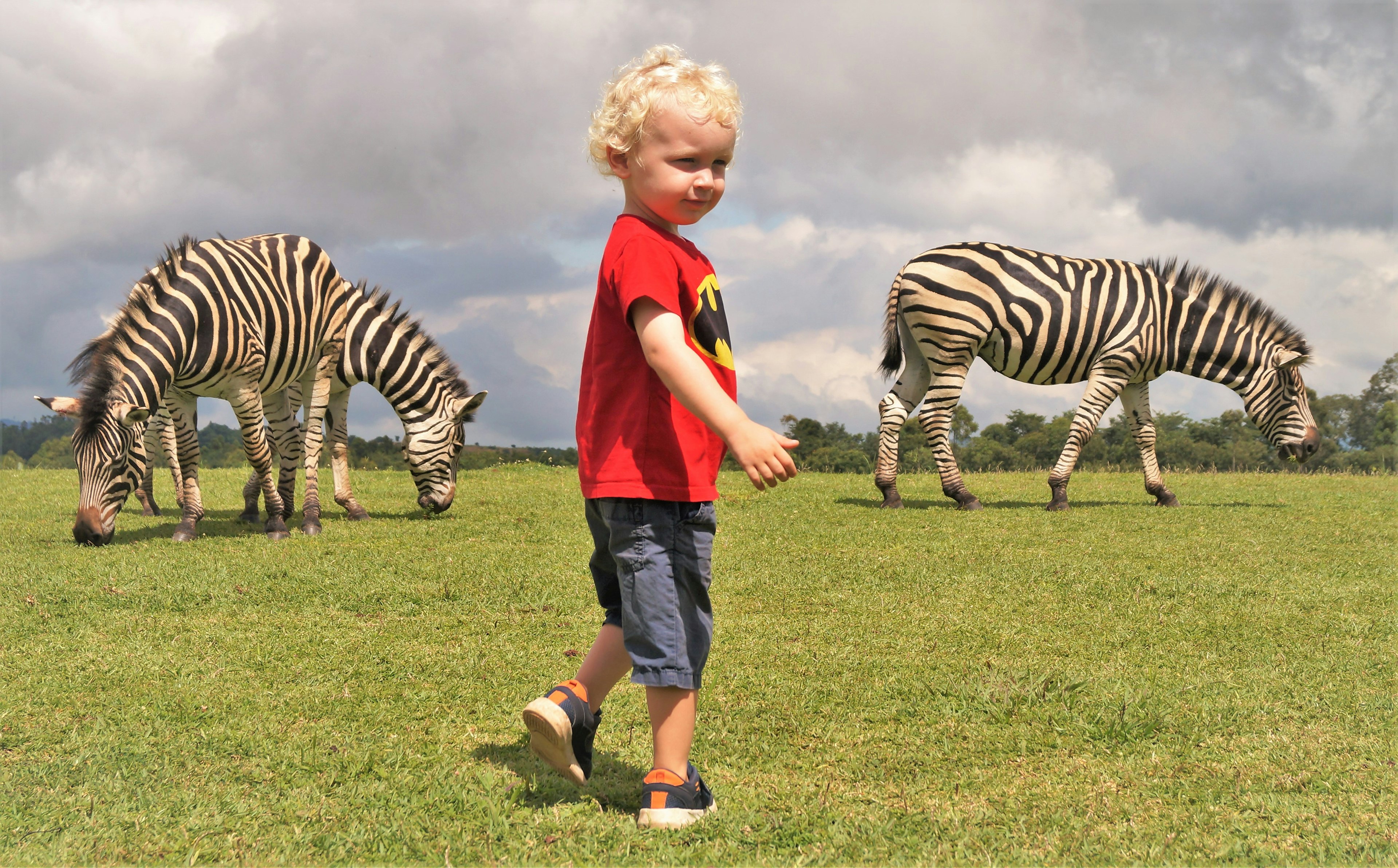 A young boy wearing a batman T-shirt is standing on grass. Behind him, three zebras are visible.