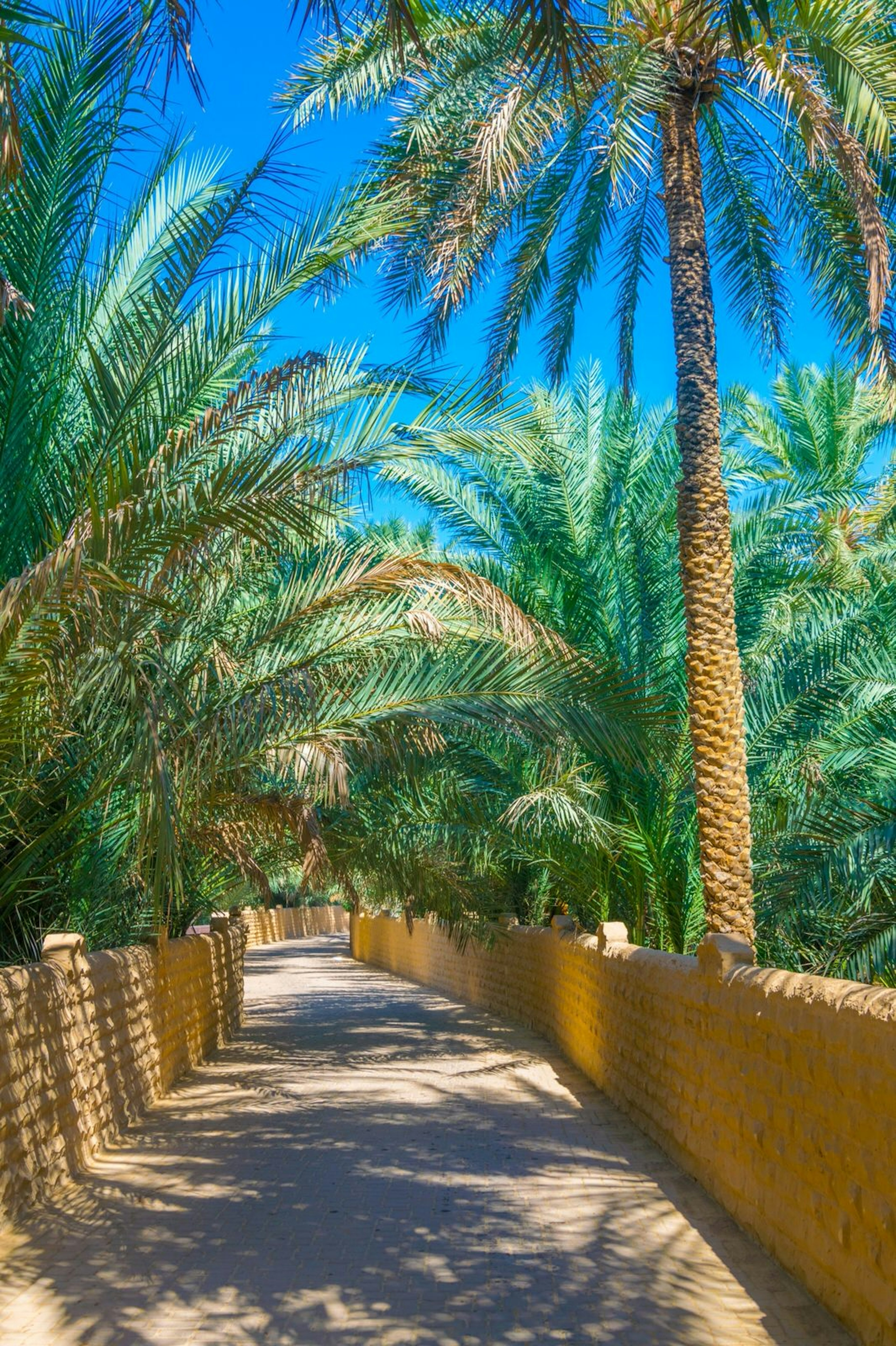 View of the Unesco-listed oasis in Al Ain, United Arab Emirates. Image by trabantos / Shutterstock