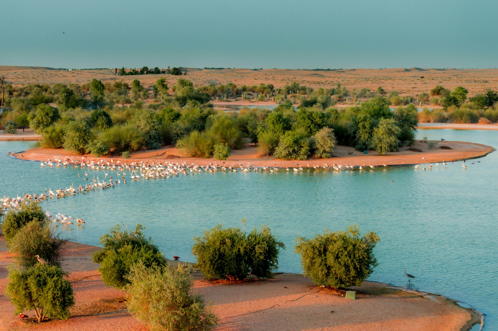 Birds resting in the waters of Al Qudra Lake, Dubai, United Arab Emirates