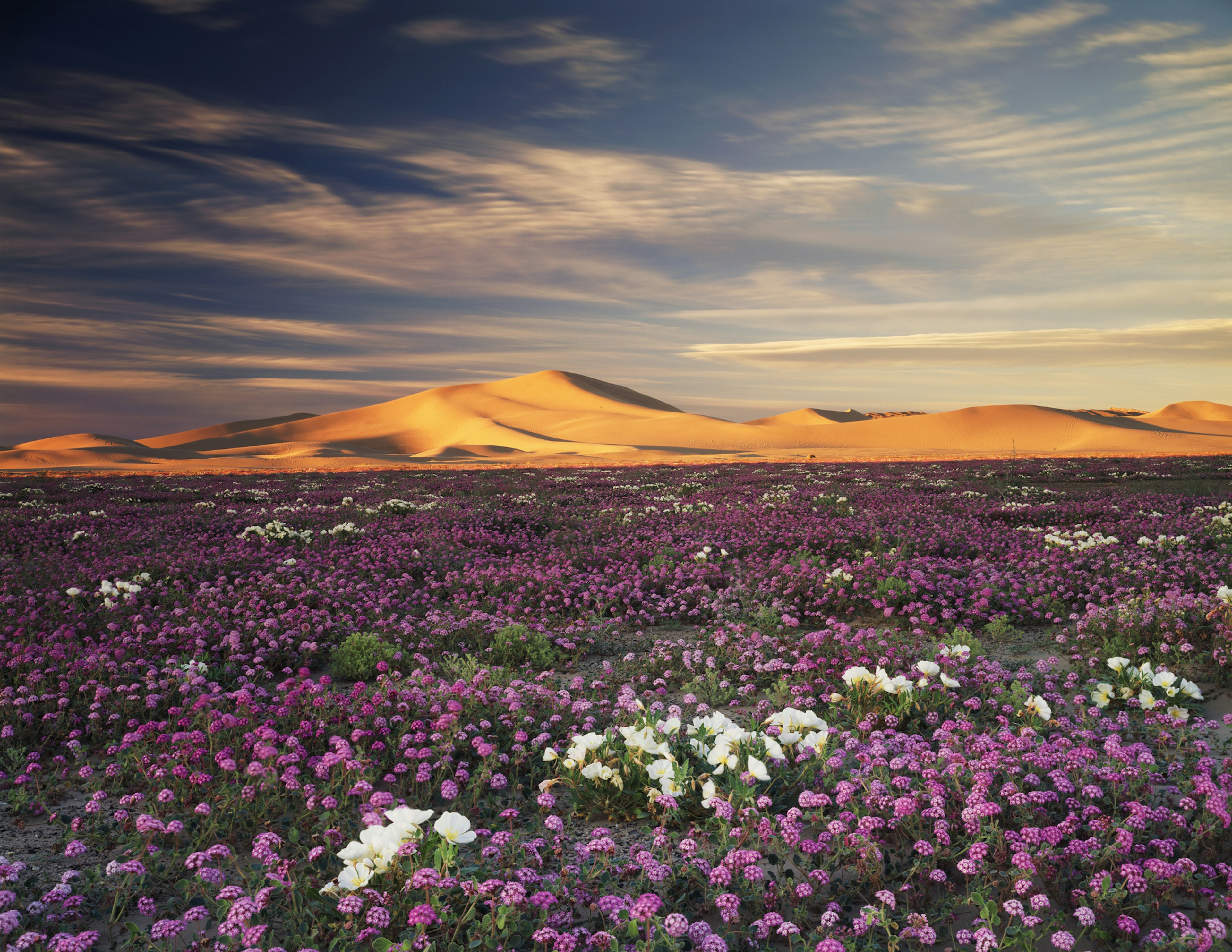 Splashy purple and white Sand Verbena Wildflowers and Evening Primrose coat the desert floor beneath Dumont Dunes in Mojave Desert, California, USA