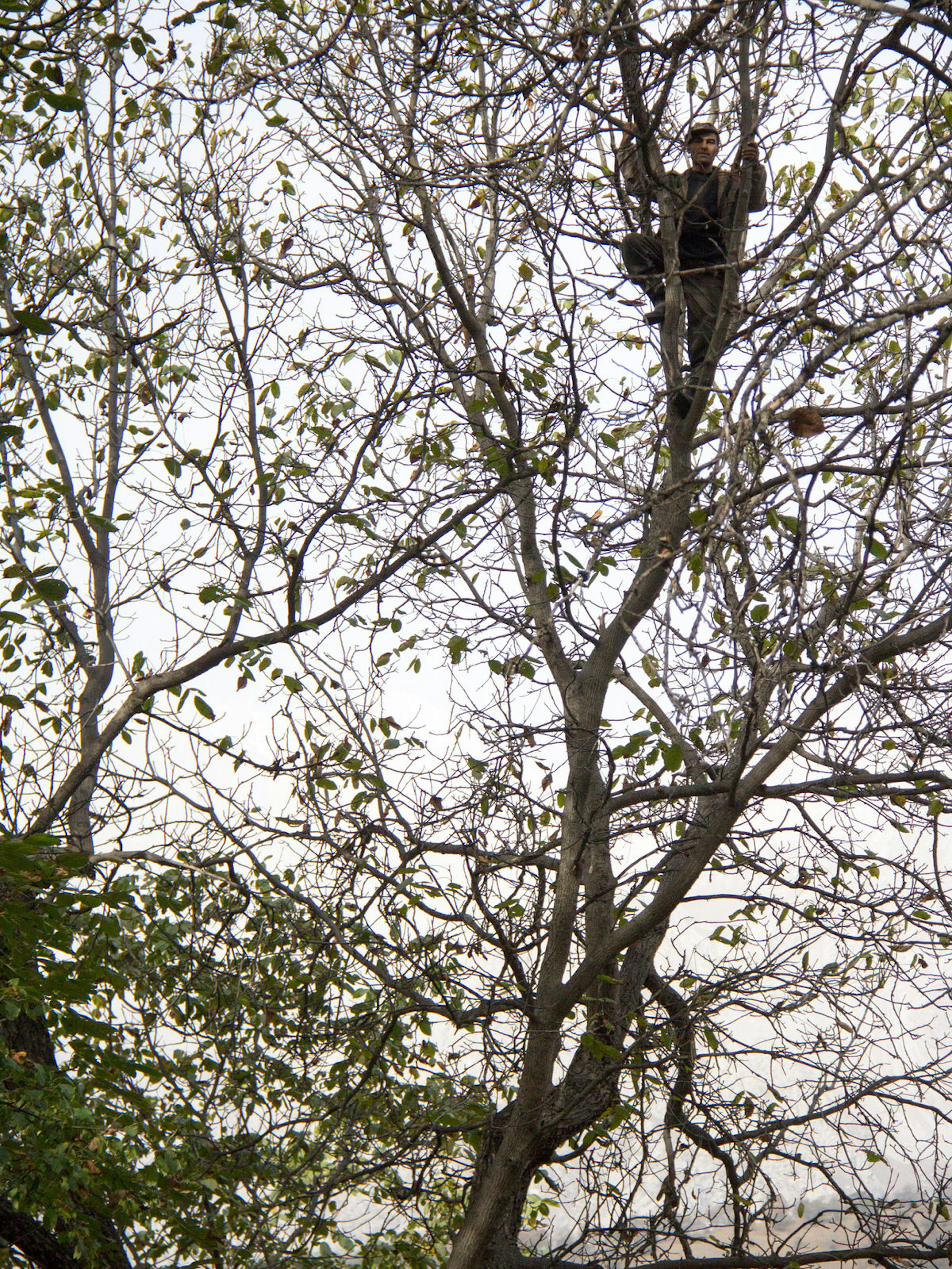 A local villager climbs a tree to help knock walnuts to the ground © Stephen Lioy / iBestTravel