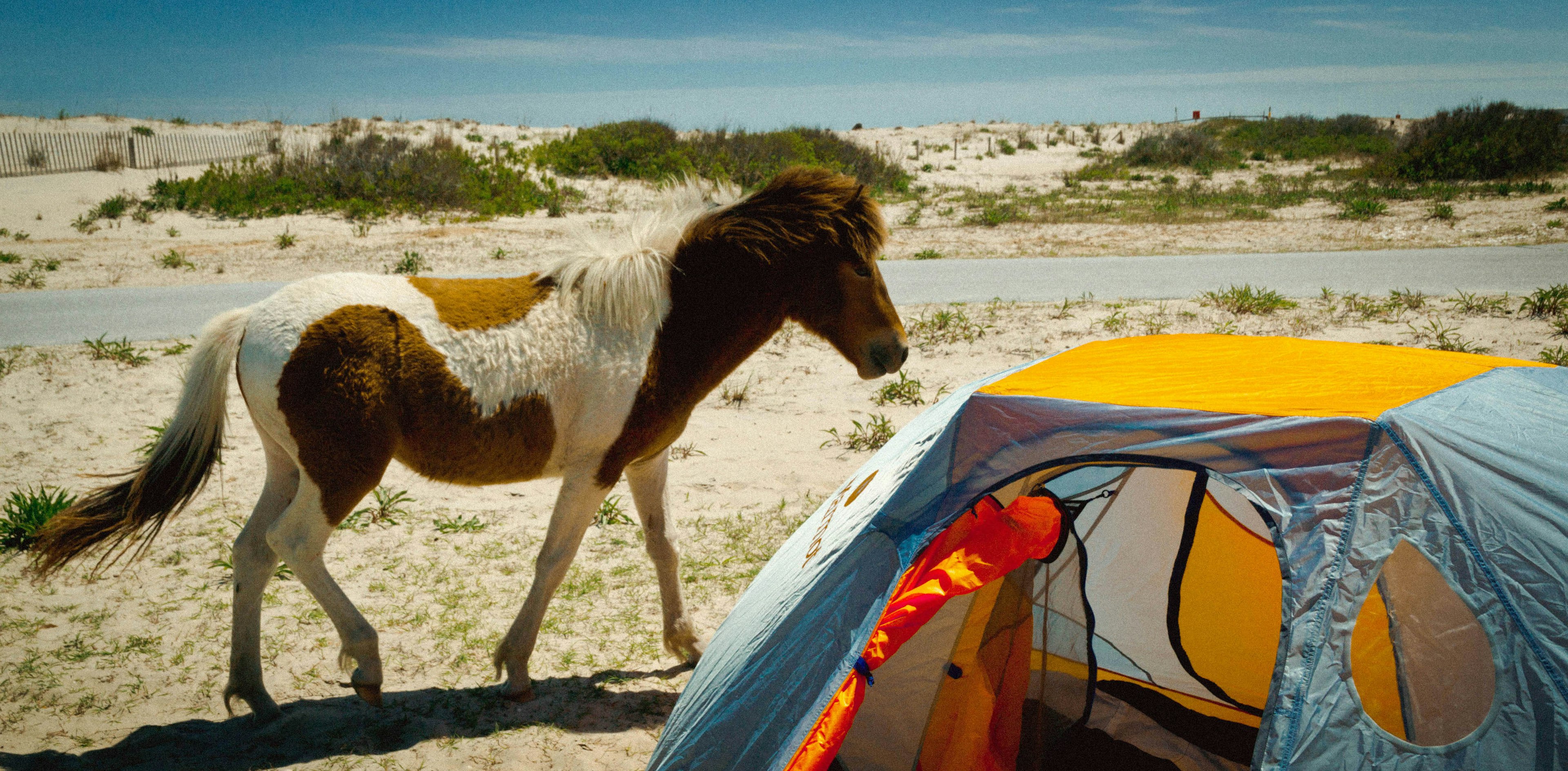 Wild horse on the beach at Assateague National Seashore, Maryland