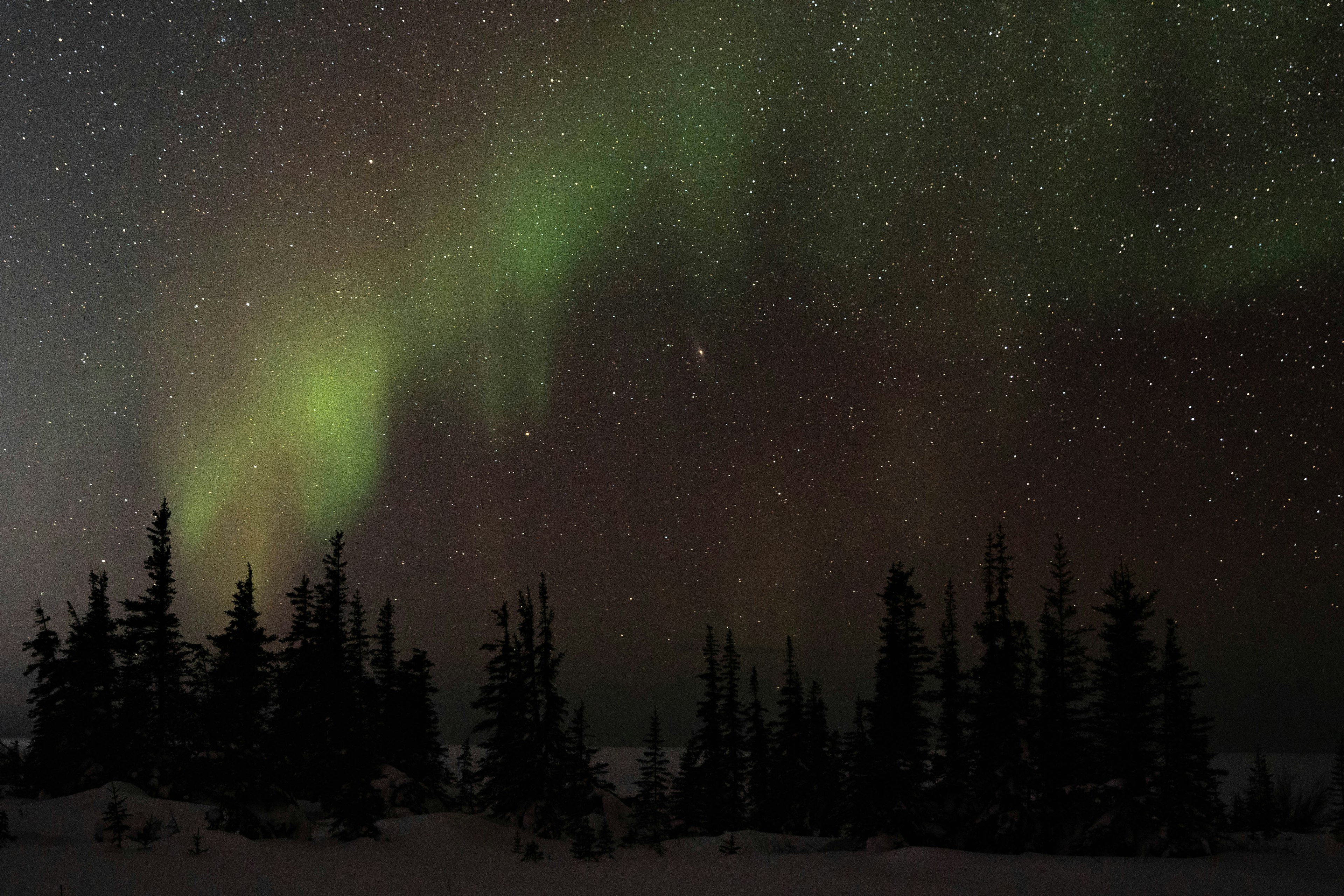 The aurora borealis against a very starry sky above a dark forest. This time they appear as an indistinct streak of green tinged with orange.