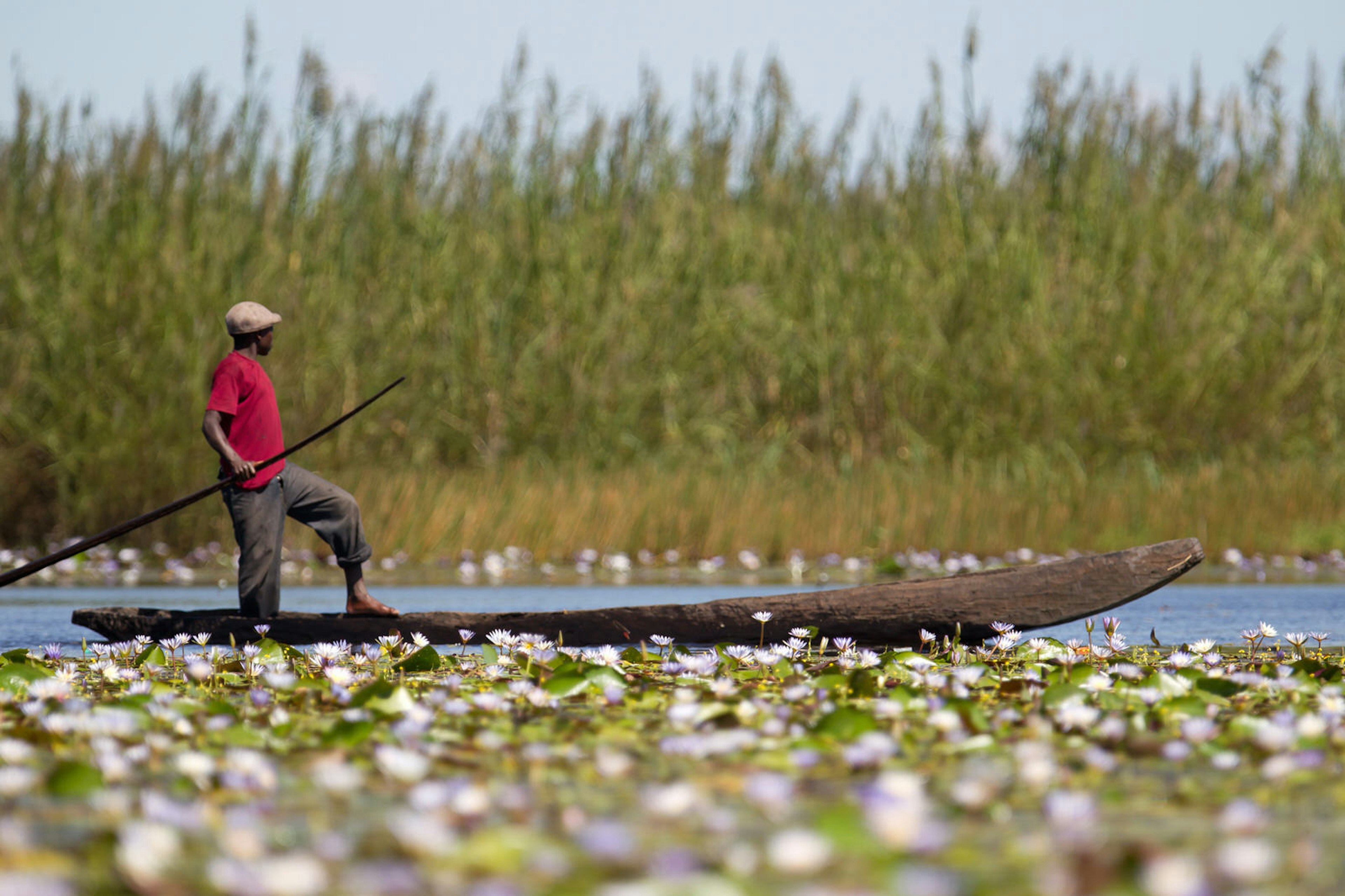 A boatman paddling through the Bangweulu Wetland, Zambia © LagunaticPhoto / Shutterstock