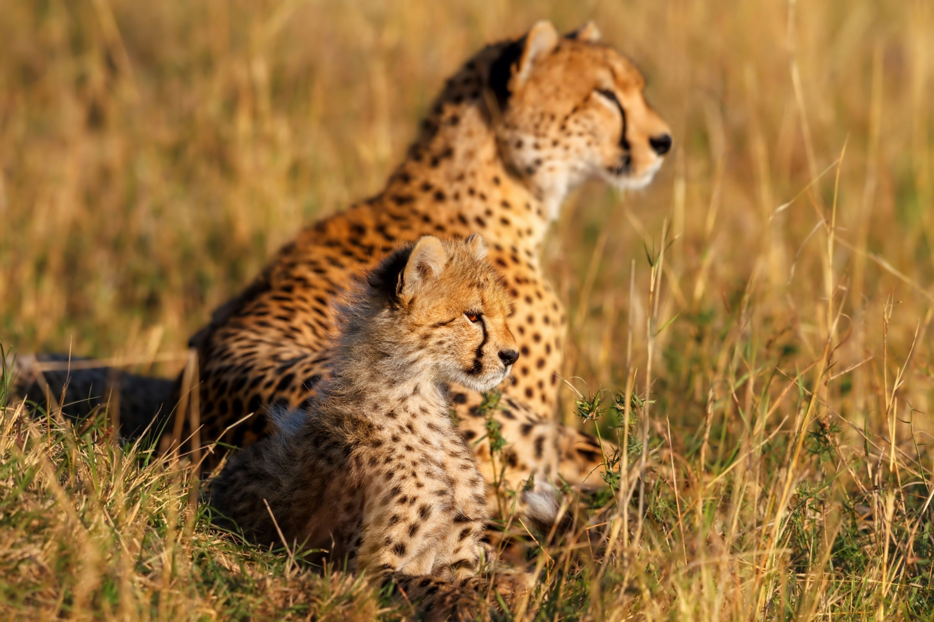 A mother cheetah lays in long grass with her head raised to see something; her cub mimics her posture and stares into the same direction.