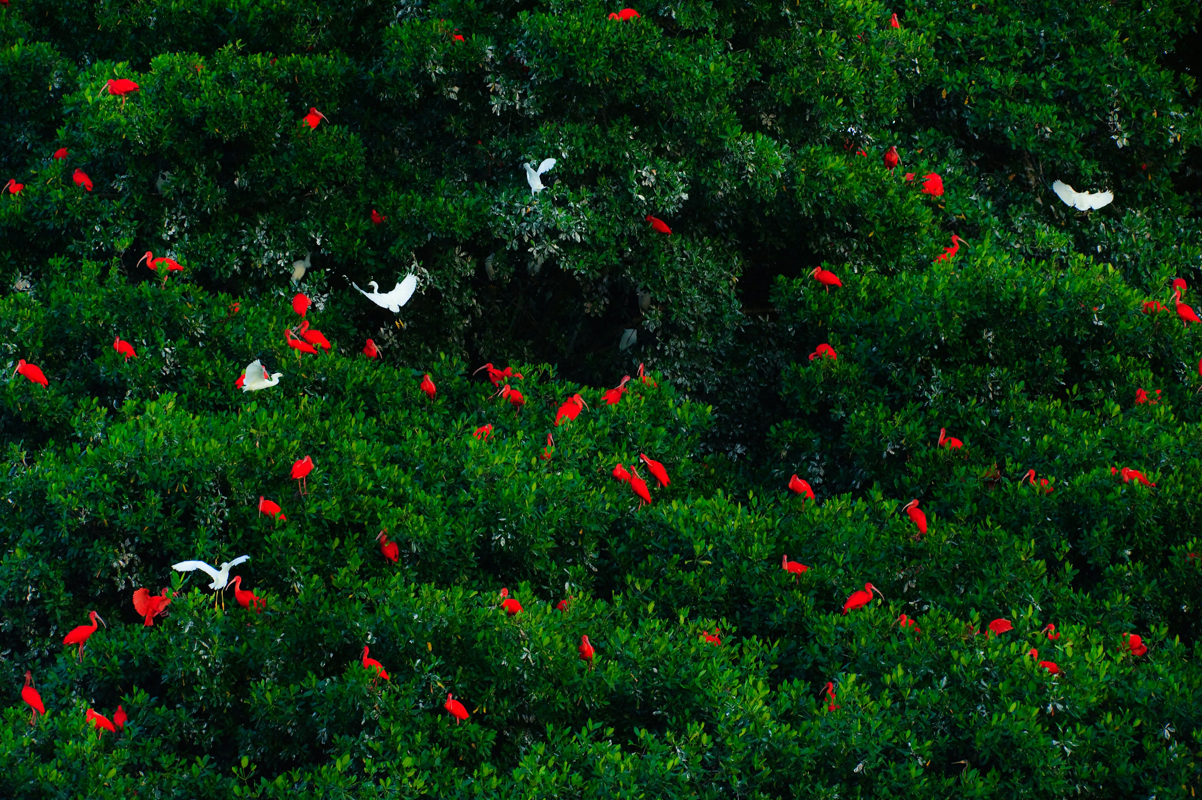 644141190
A flock of scarlet ibises (Eudocimus ruber) along with some cattle egrets (Bubulcus ibis) roosting in the canopy of mangrove trees, Caroni Swamp National Park, Trinidad, Trinidad