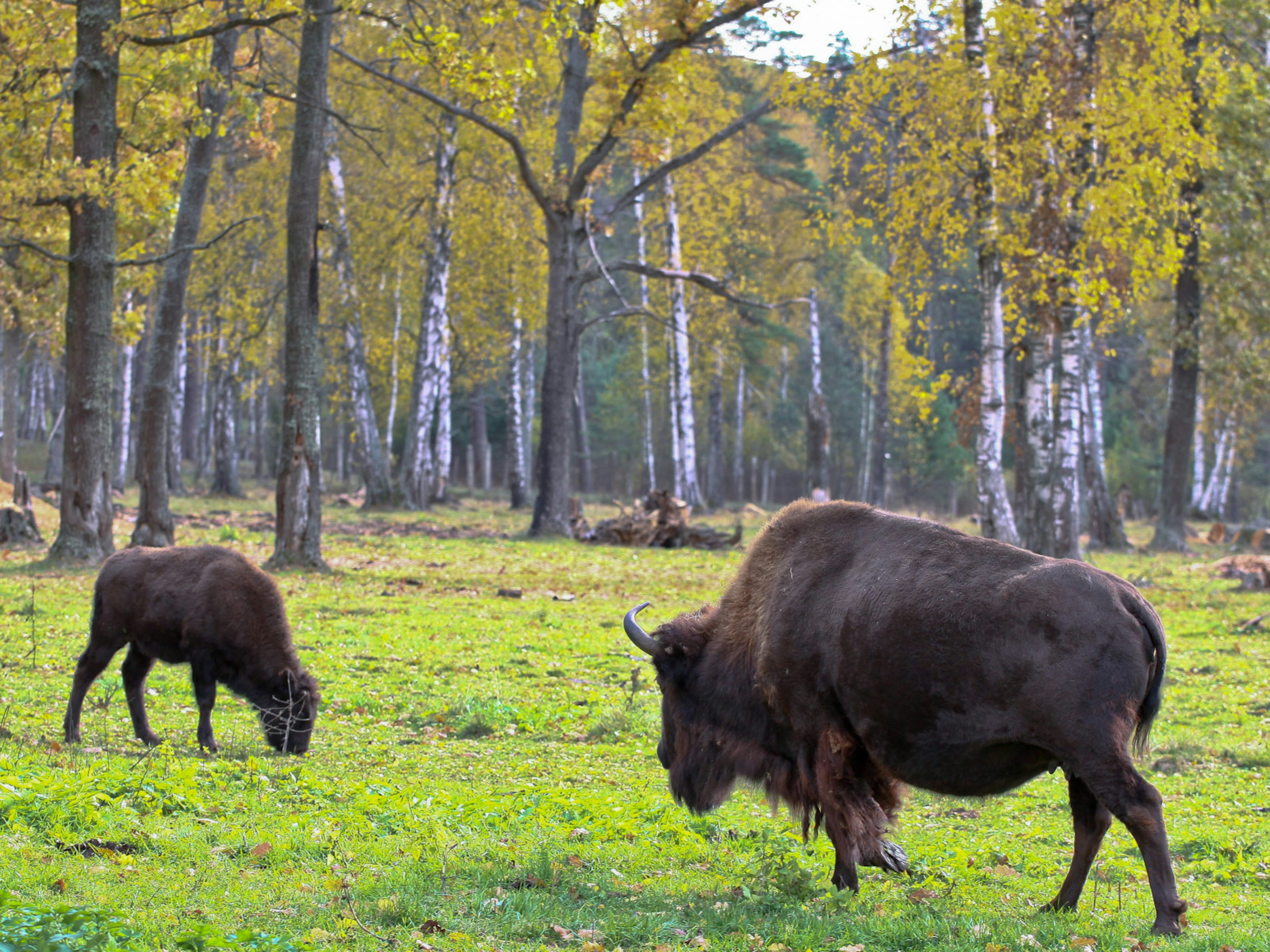 European bison in their natural habitat at the sanctuary near Serpukhov © Aepsilon / Shutterstock