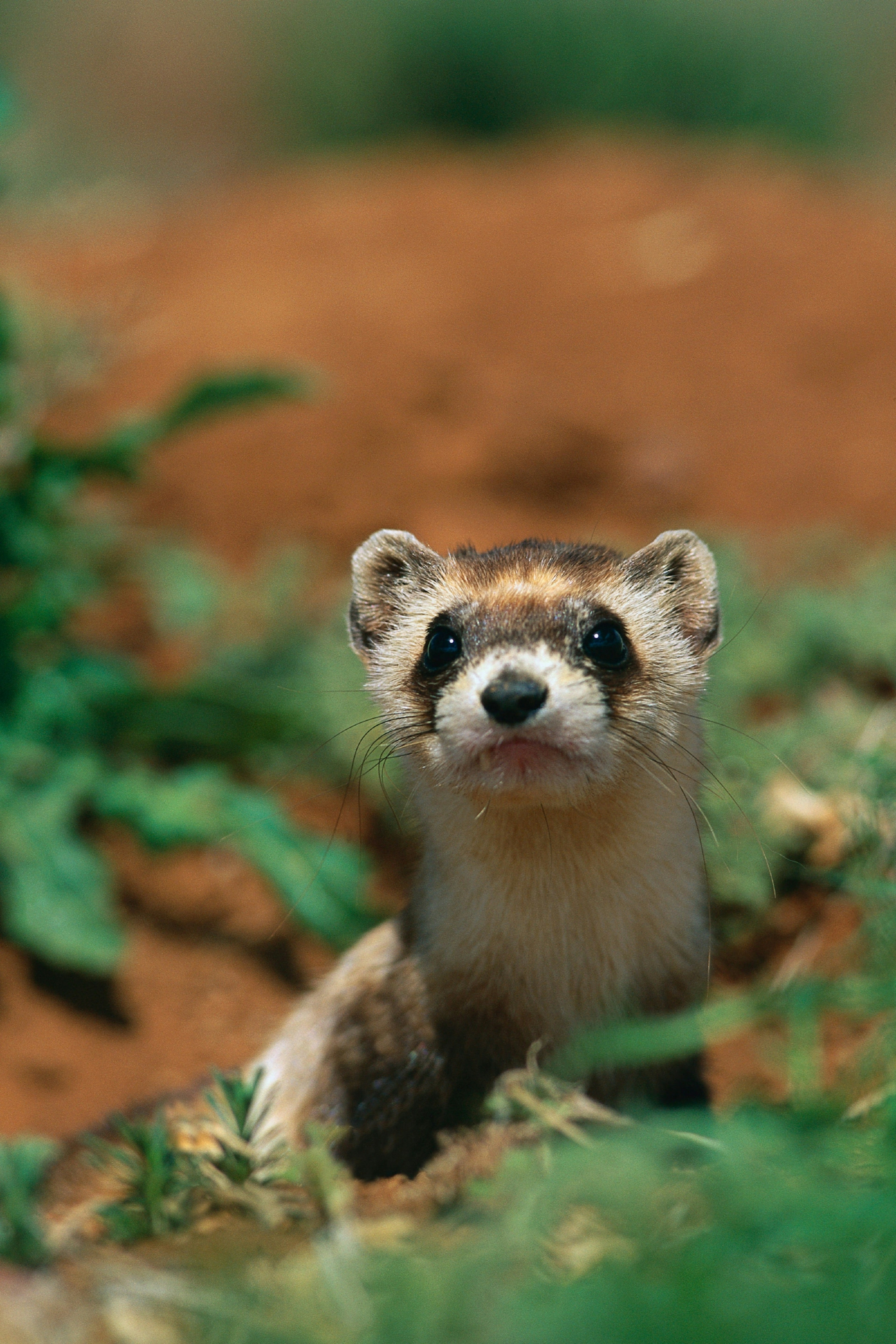 A weasel-like creature looks up from dense undergrowth