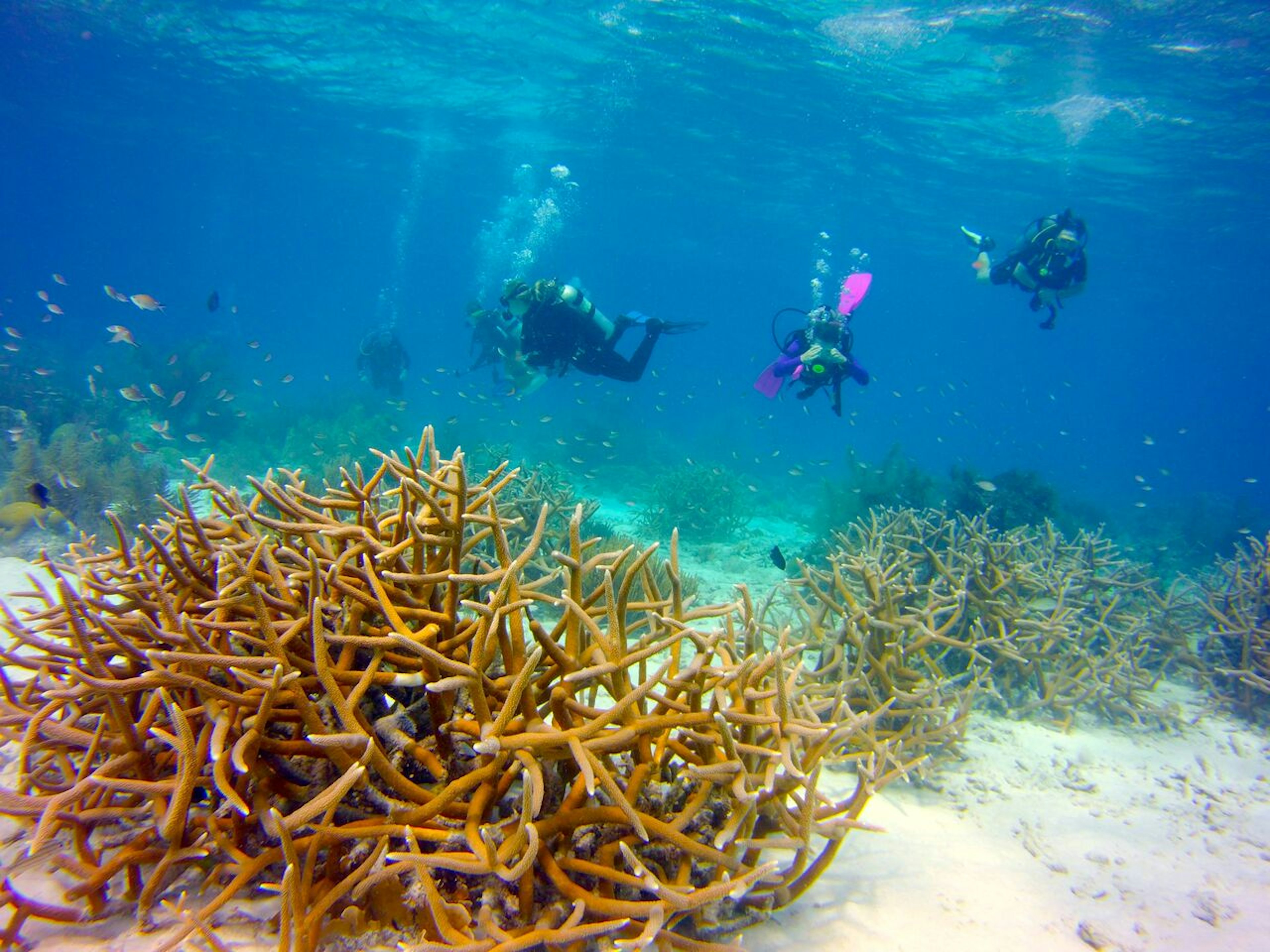 A collection of divers explore Bonaire's beautiful coral reefs Ethan Gelber/Lonely Planet