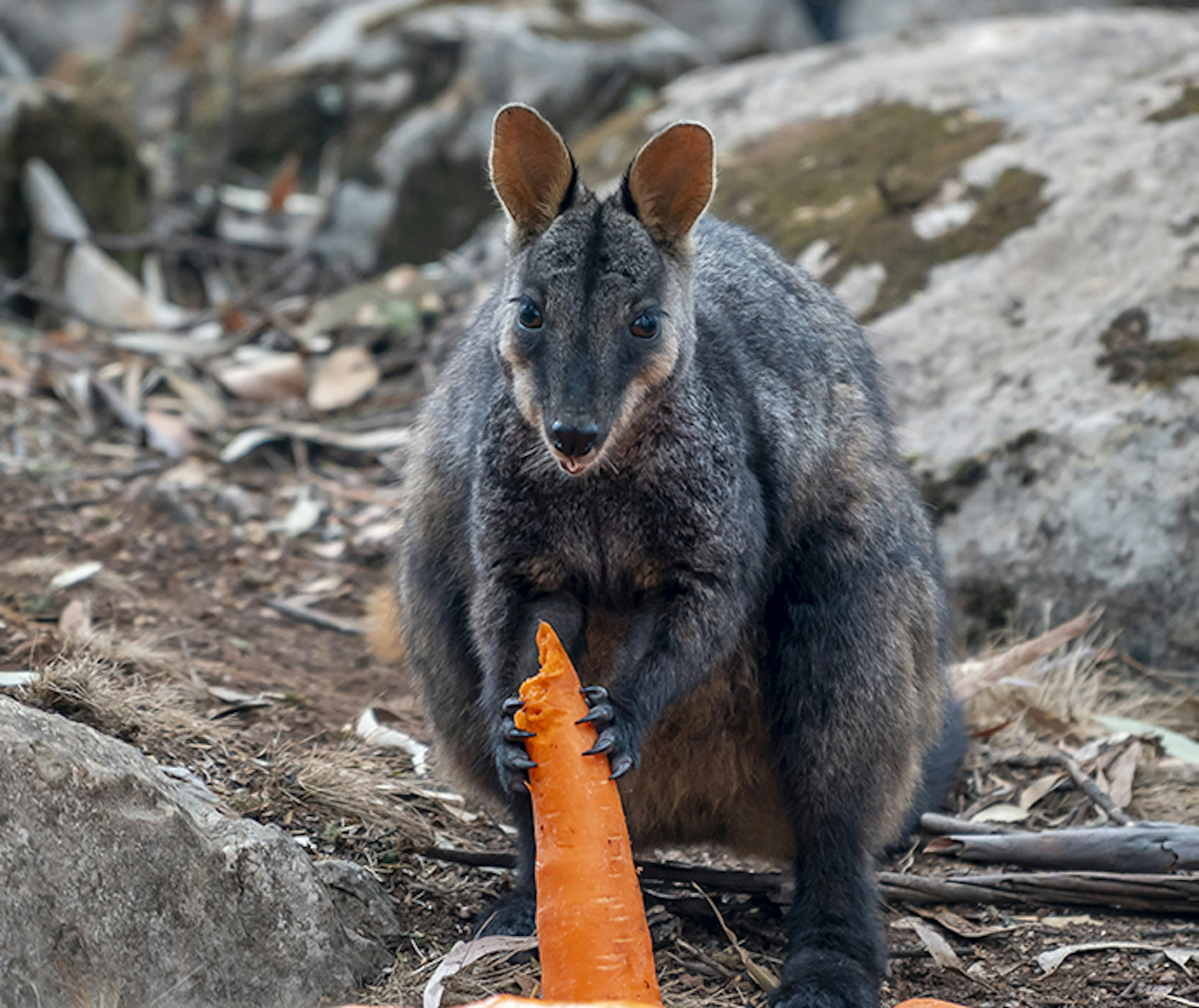 A brush-tailed wallaby eats a carrot.