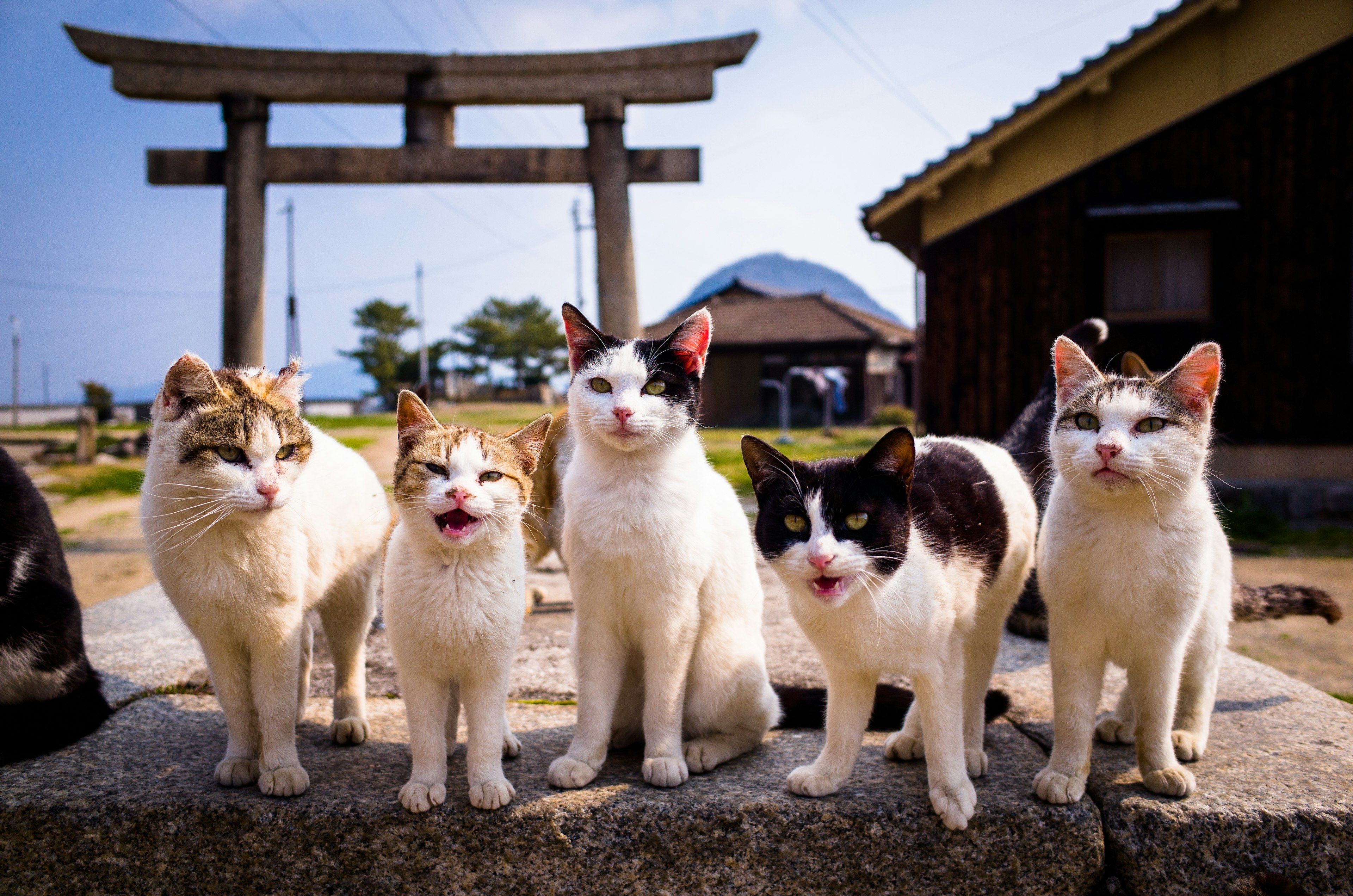 cats-sanagi-islan-kagawa.jpg