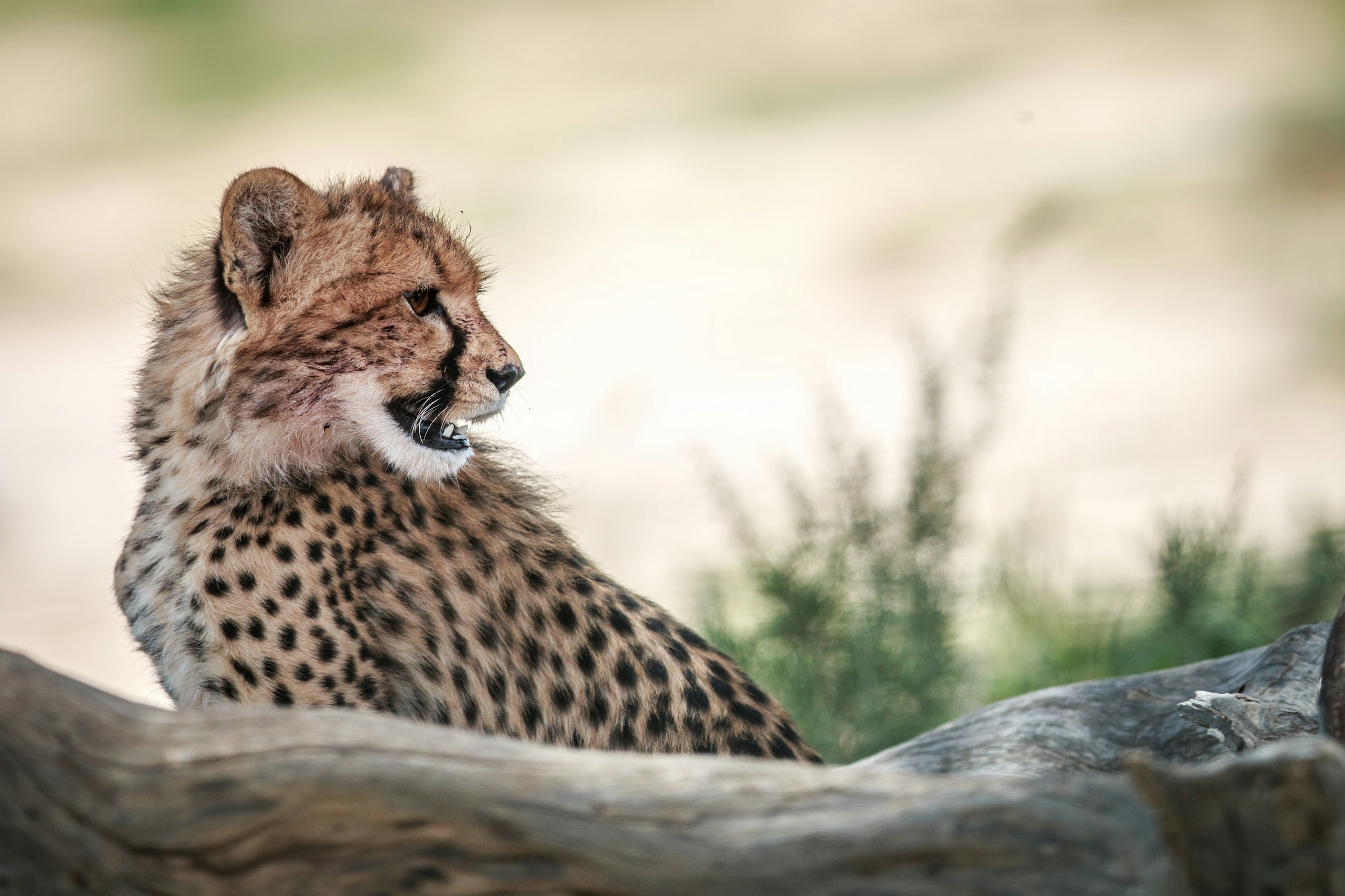 A cheetah sits behind a tree bark and looks over its shoulder. Yellow grass is in the background.