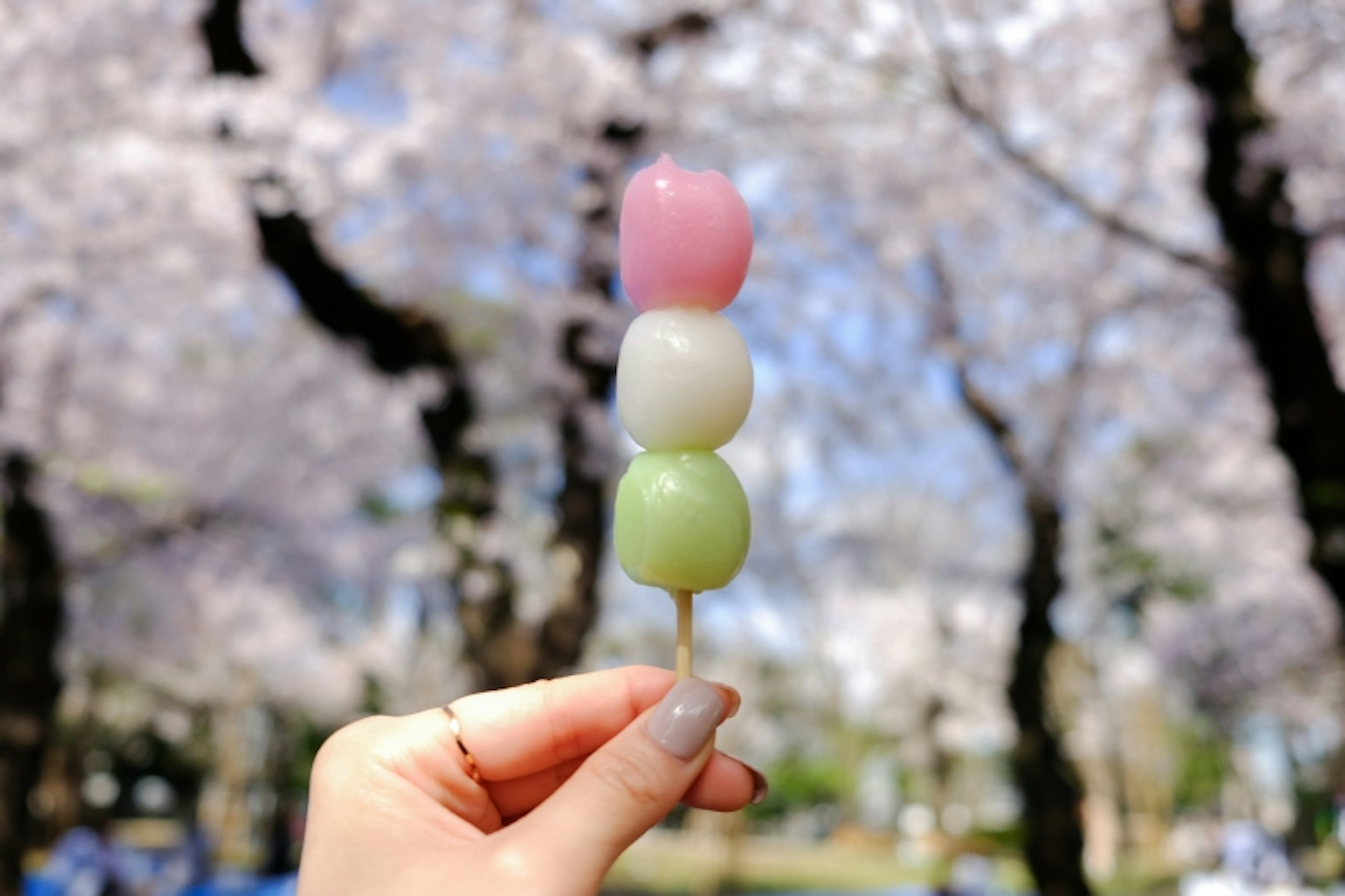 Dango, a Japanese dumpling and sweet, in front of sakura.