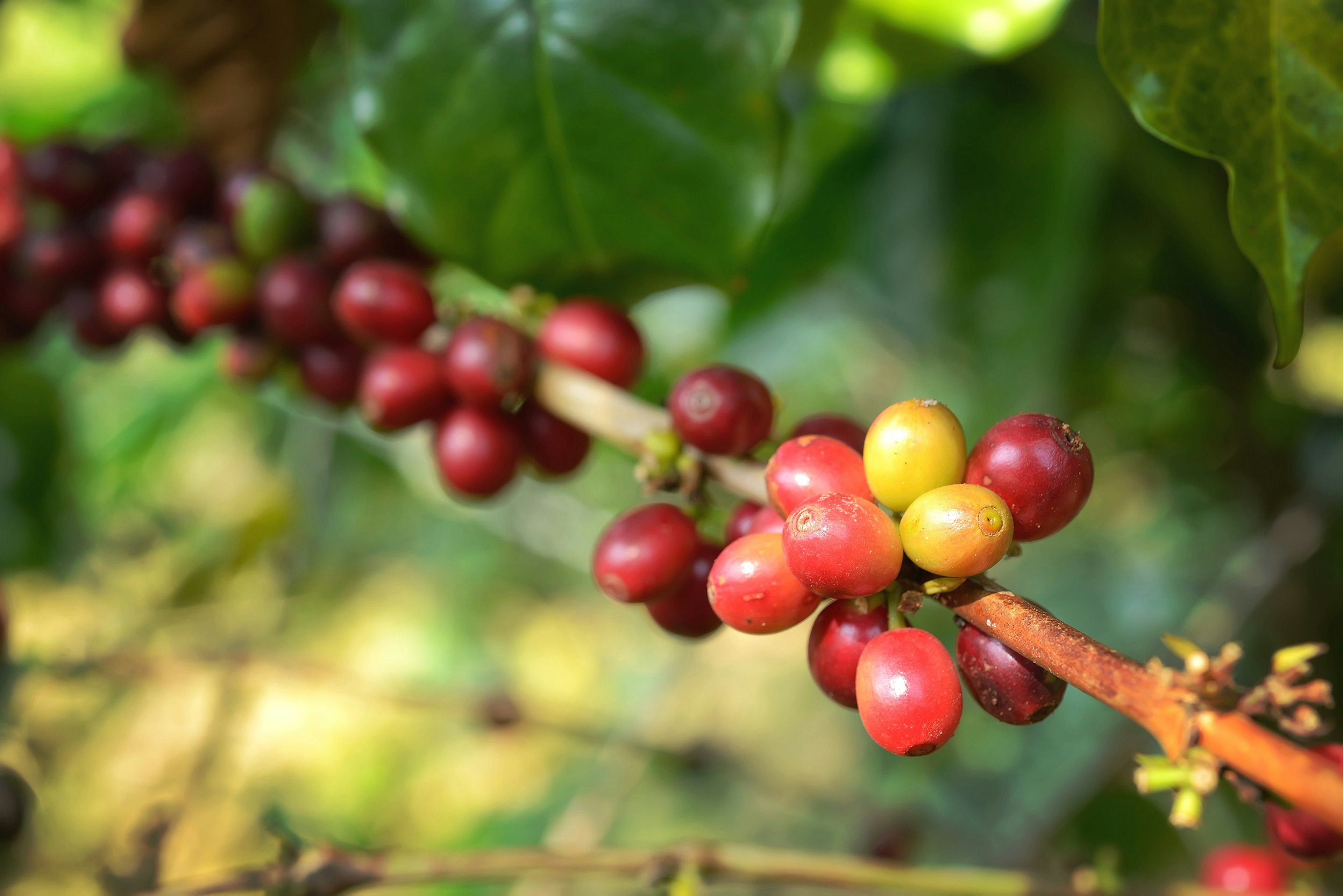 Coffee beans ranging from green to rich, reddish purple hang from a single branch of a coffee bush.