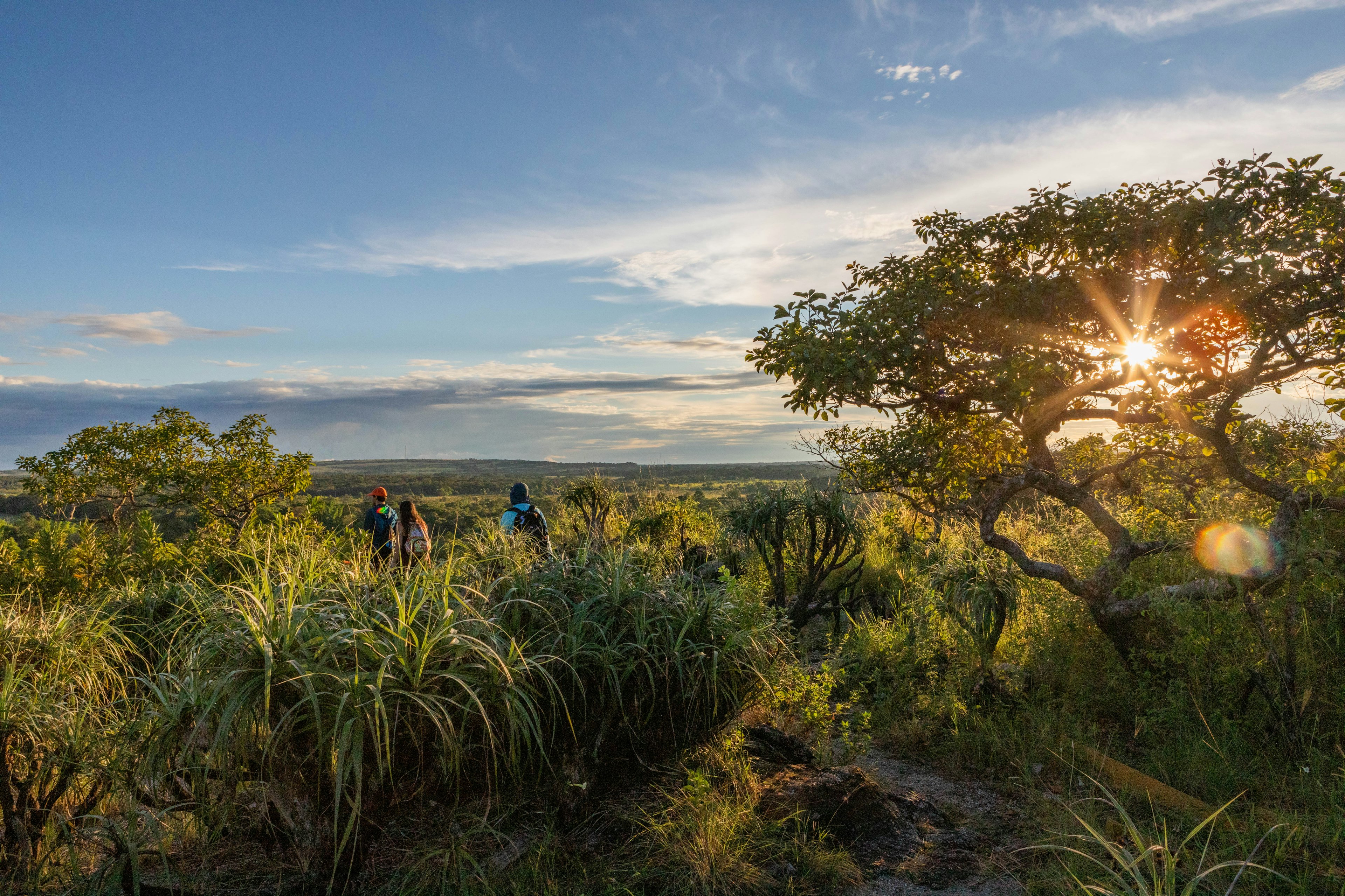 The sun lens flairs through a tree in the national park that surrounds the Canos Cristales river, illuminating the lush vegetation all around, almost as tall as the three hikers in the left side of the frame