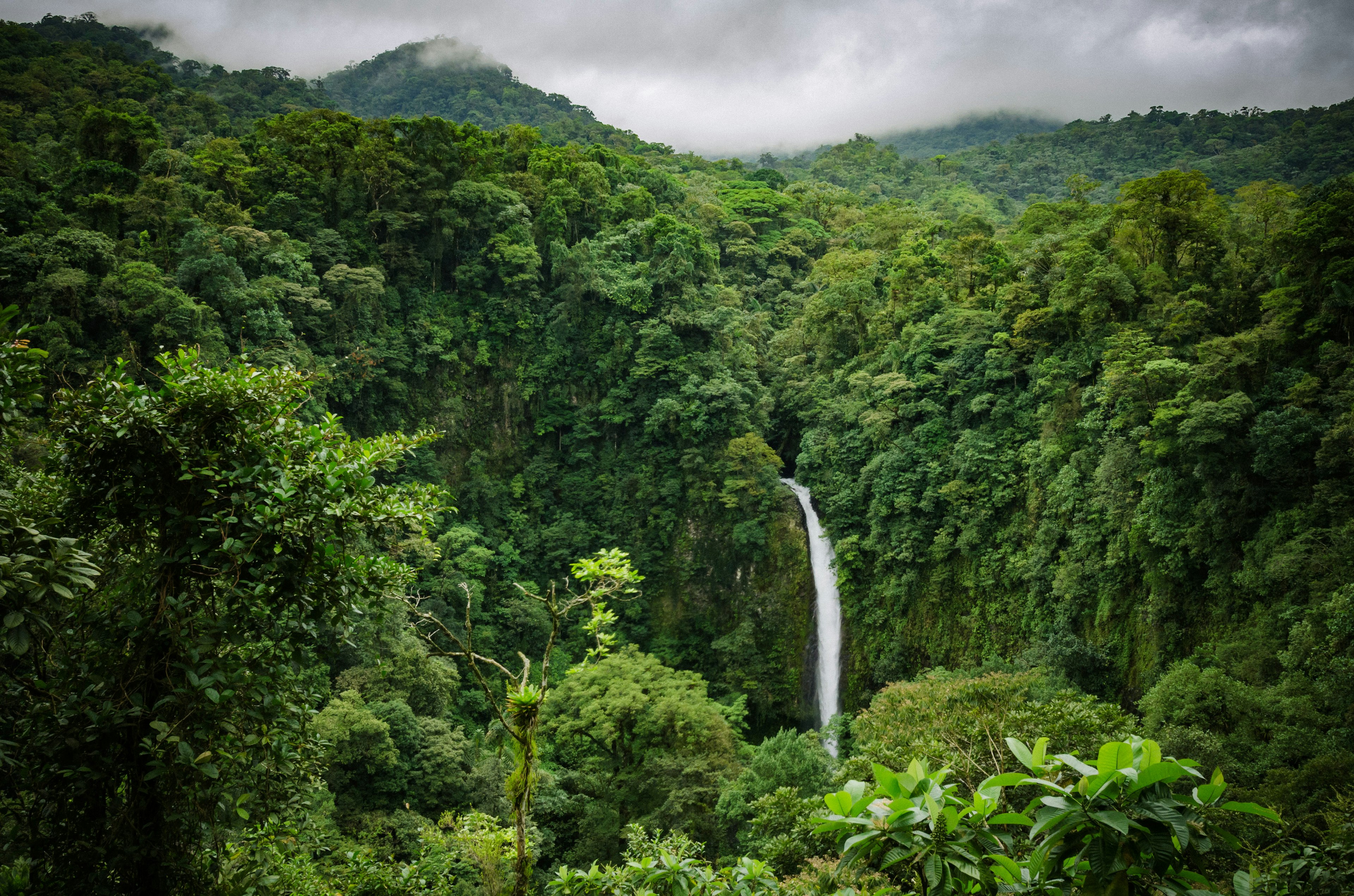 A waterfall is shown in the distance in a deep, lush and dark green rainforest.