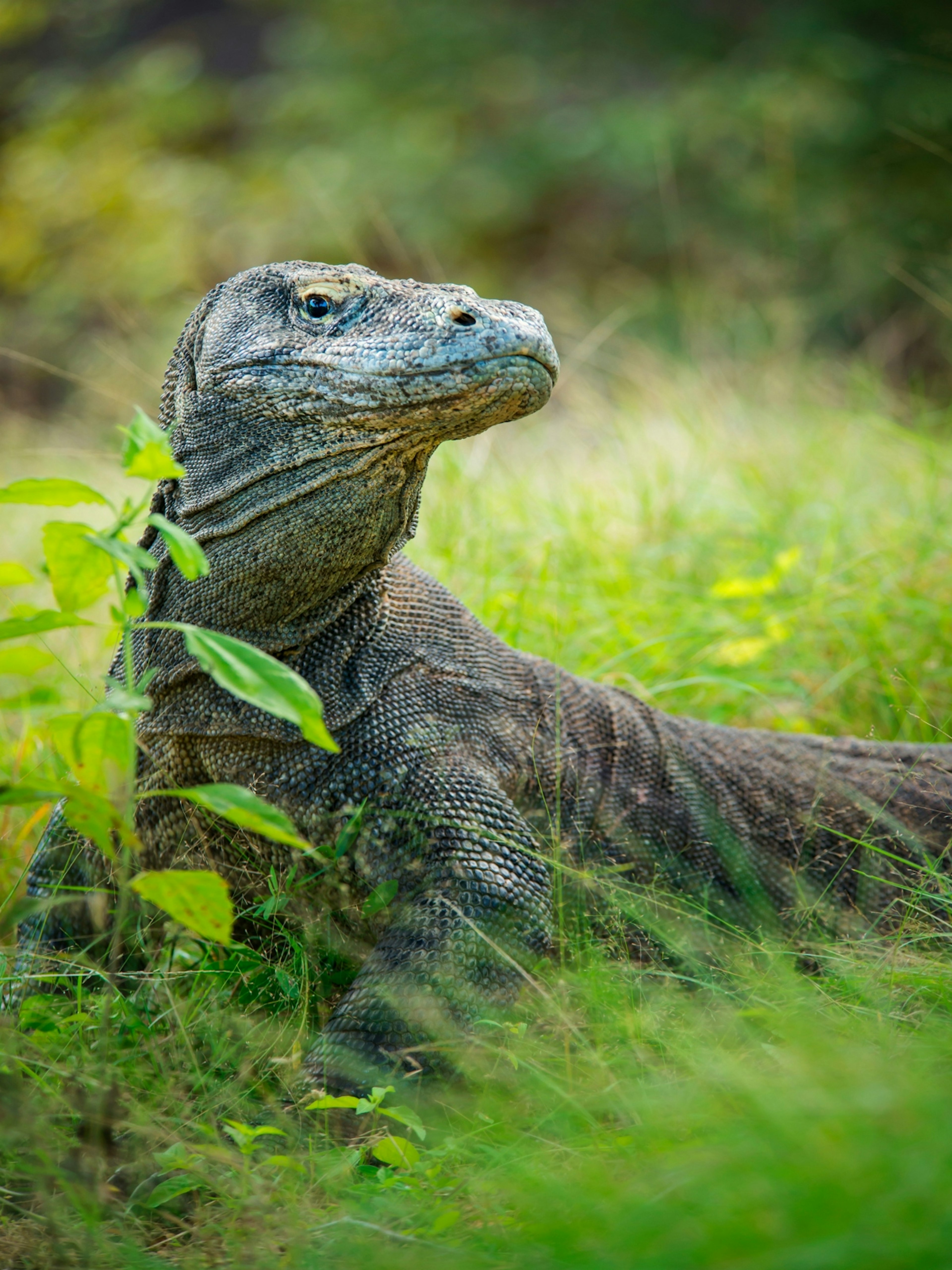 A Komodo dragon blends in with the surroundings in Komodo National Park © Guenter Guni / Getty Images