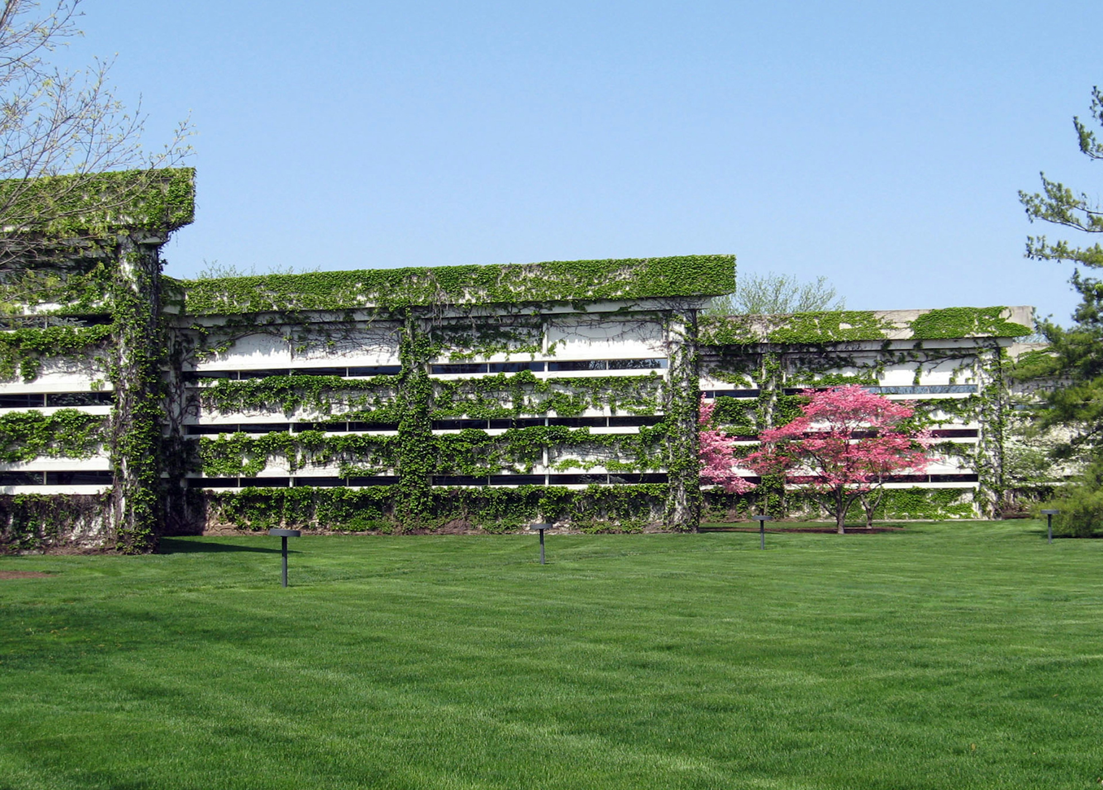 White two-story office buildings covered in vines with a redbud tree, blue skies and green grass