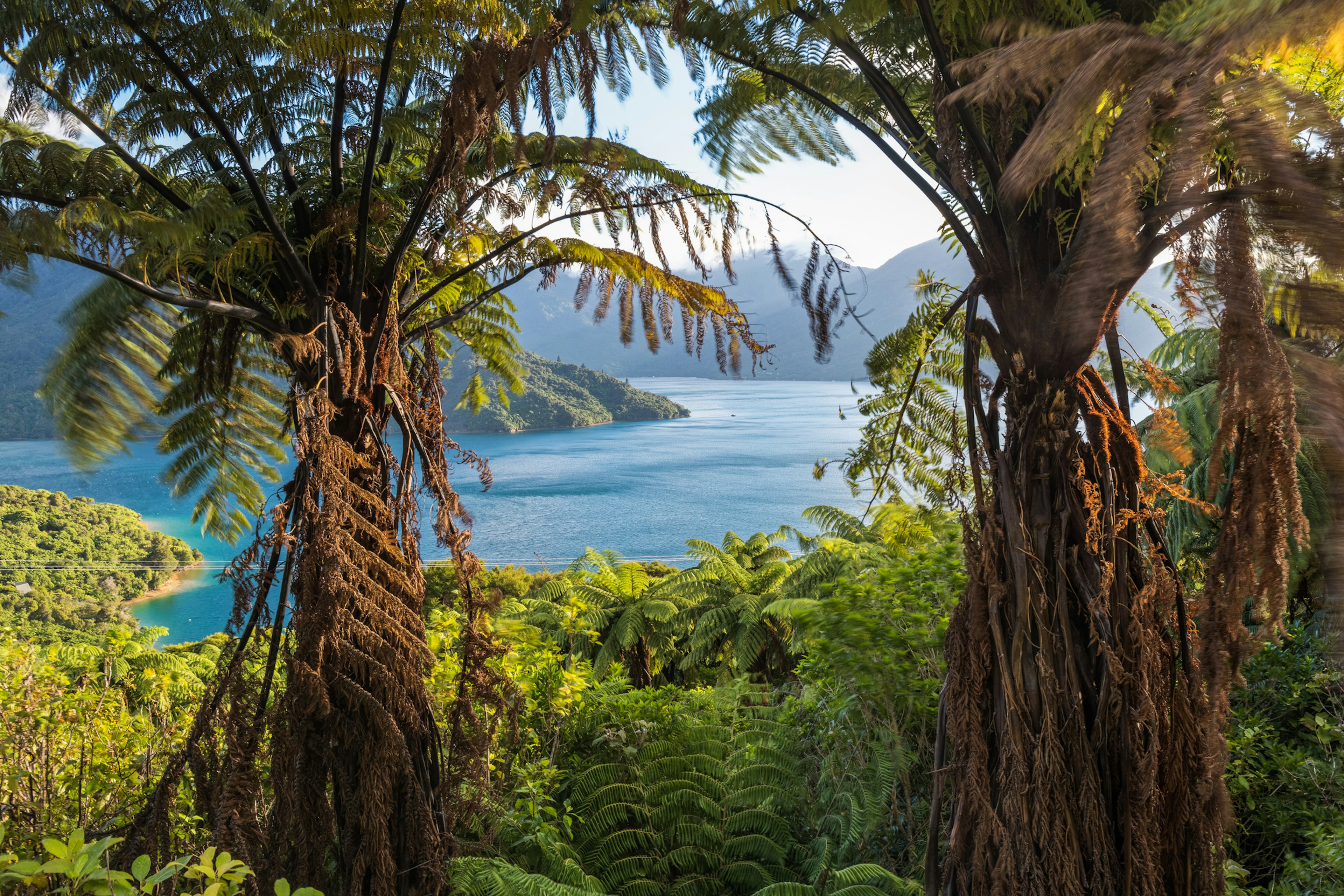 Ancient cyatheaceae trees frame a bright blue harbor surrounded by blueish gray mountains, tree-lined hilly shore, and lower stands of bright green tropical foliage