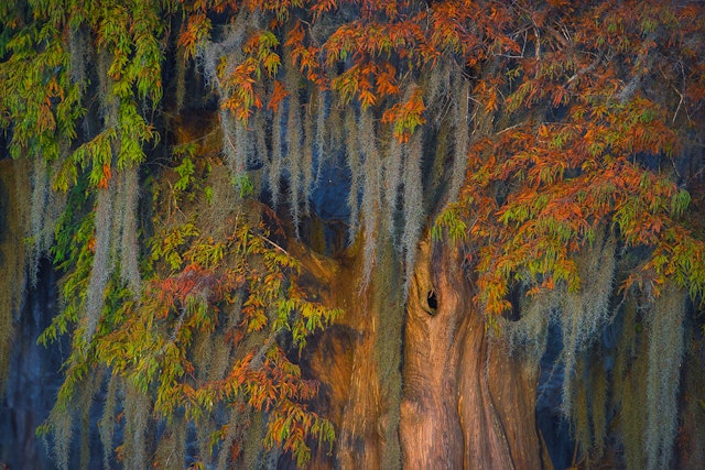 The last light of day illuminates the fall color on this mossy bald cypress in the Atchafalaya Basin. © Chris Moore / Getty Images