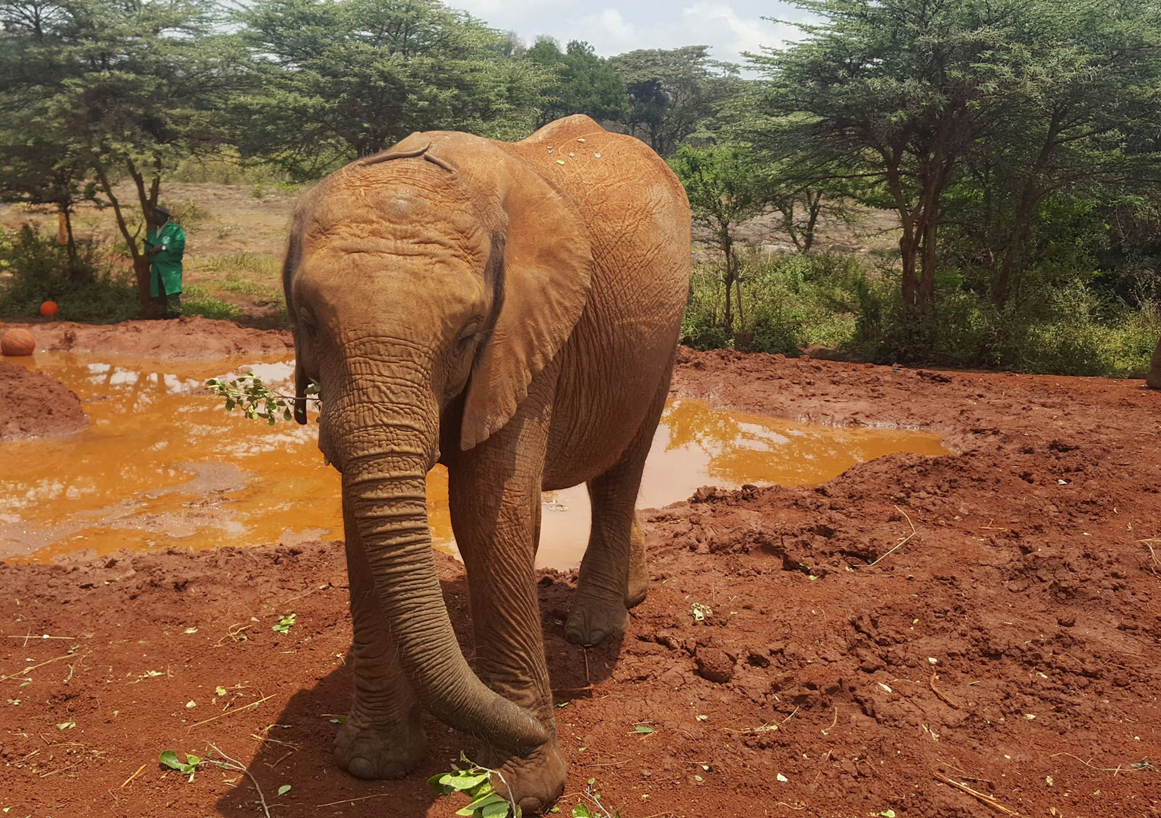 A young elephant with with the beginnings of tusks faces you. Its ears are back, its trunk is down and crossing over its front leg. Its skin is reddish from the bright red dirt in the area. A small waterhole and acacia trees are in the background © Clementine Logan / ϰϲʿ¼