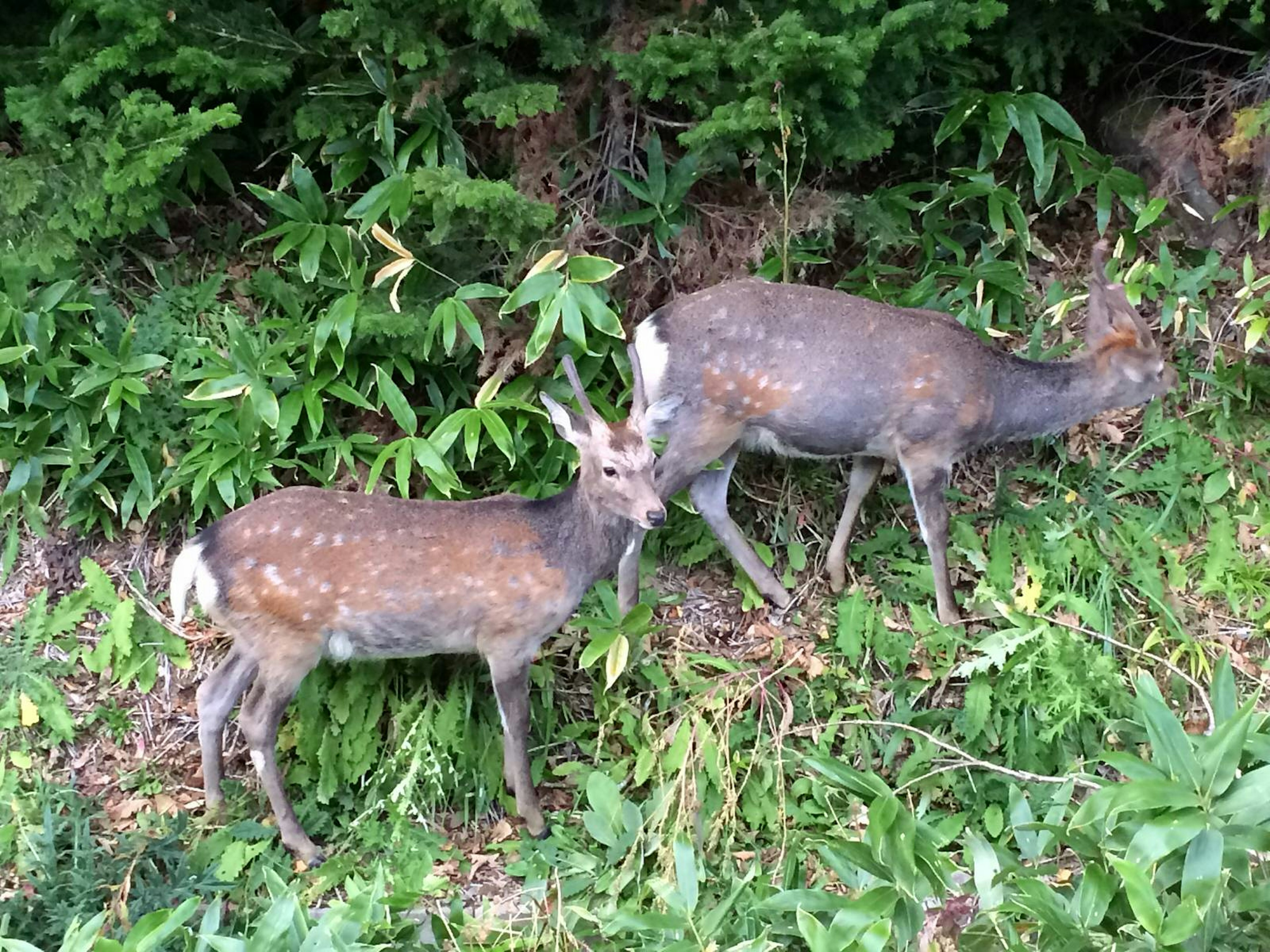 Two deer stand in the green leafy undergrowth