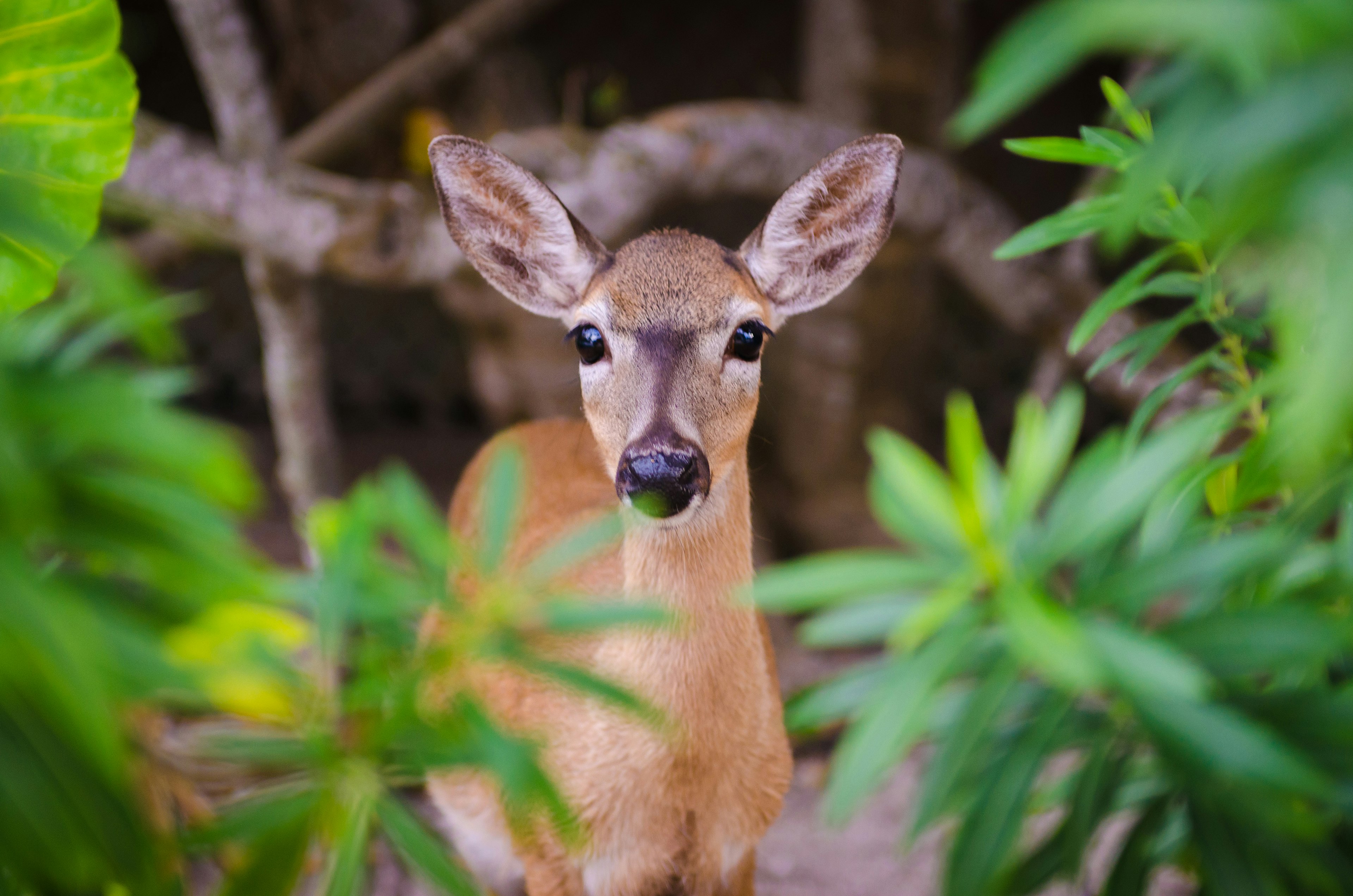 Much smaller than white tailed deer, key deer only live in the Florida Keys and are endangered.  They are the size of a large dog, such as a labrador retriever - they are also not very afraid of people, though people are encouraged not to feed them.
899237490