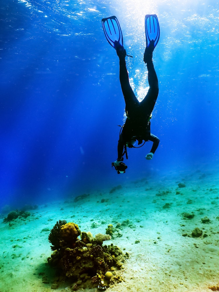 What is coral regeneration and how can I help? - Lonely Planet