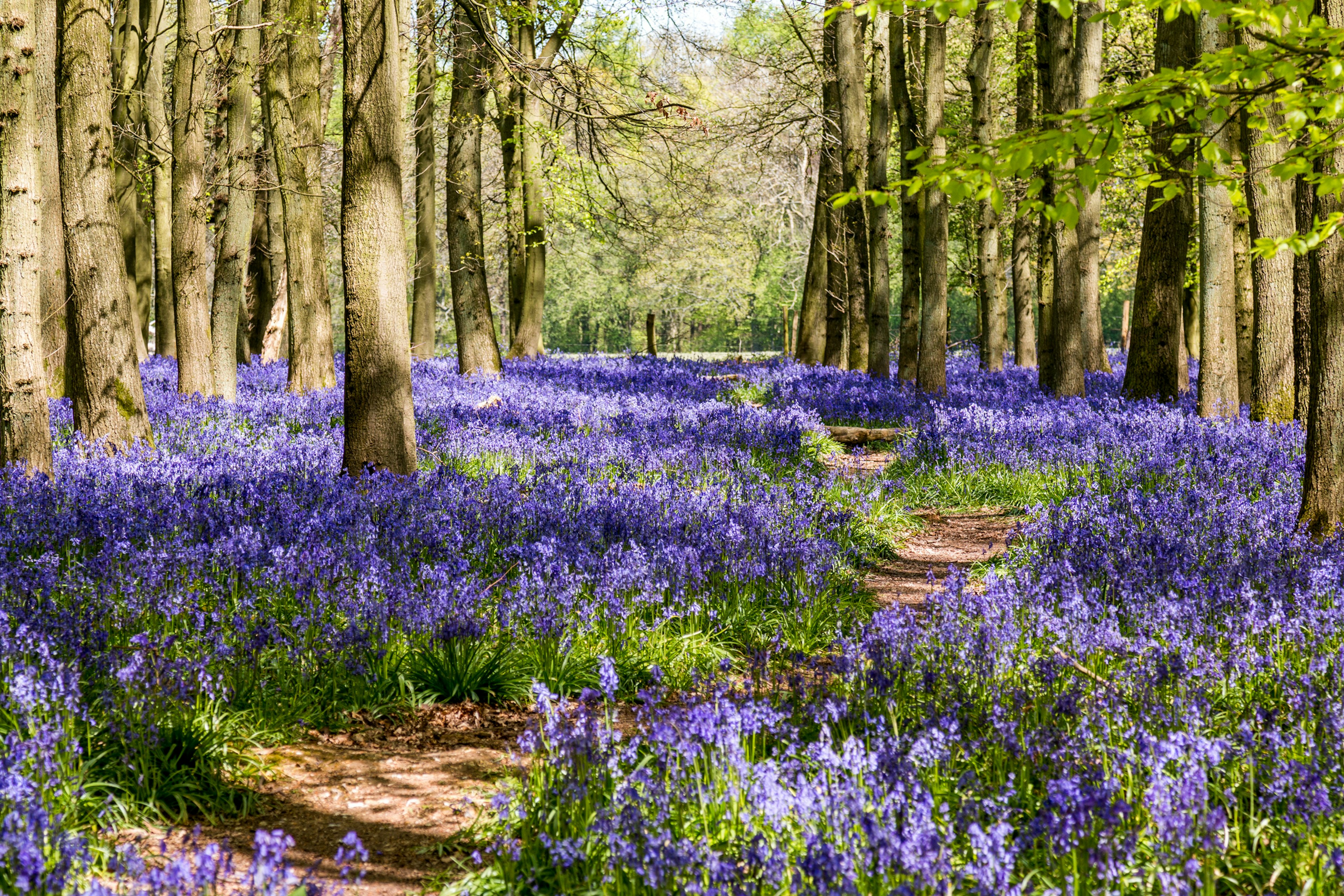 dockey-woods-bluebells-united-kingdom.jpg