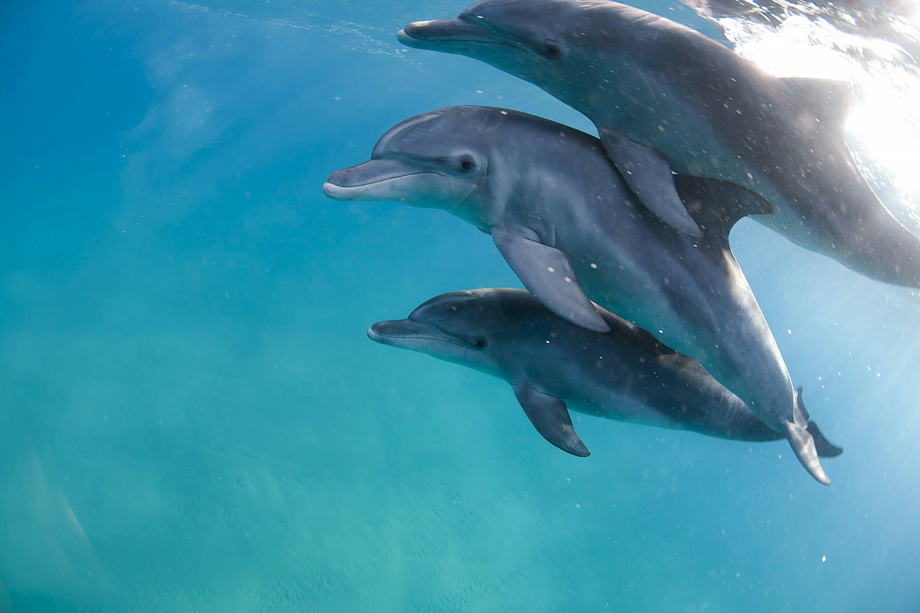 Three bottlenose dolphins swimming close together in clear water; each is bigger than the one below it.