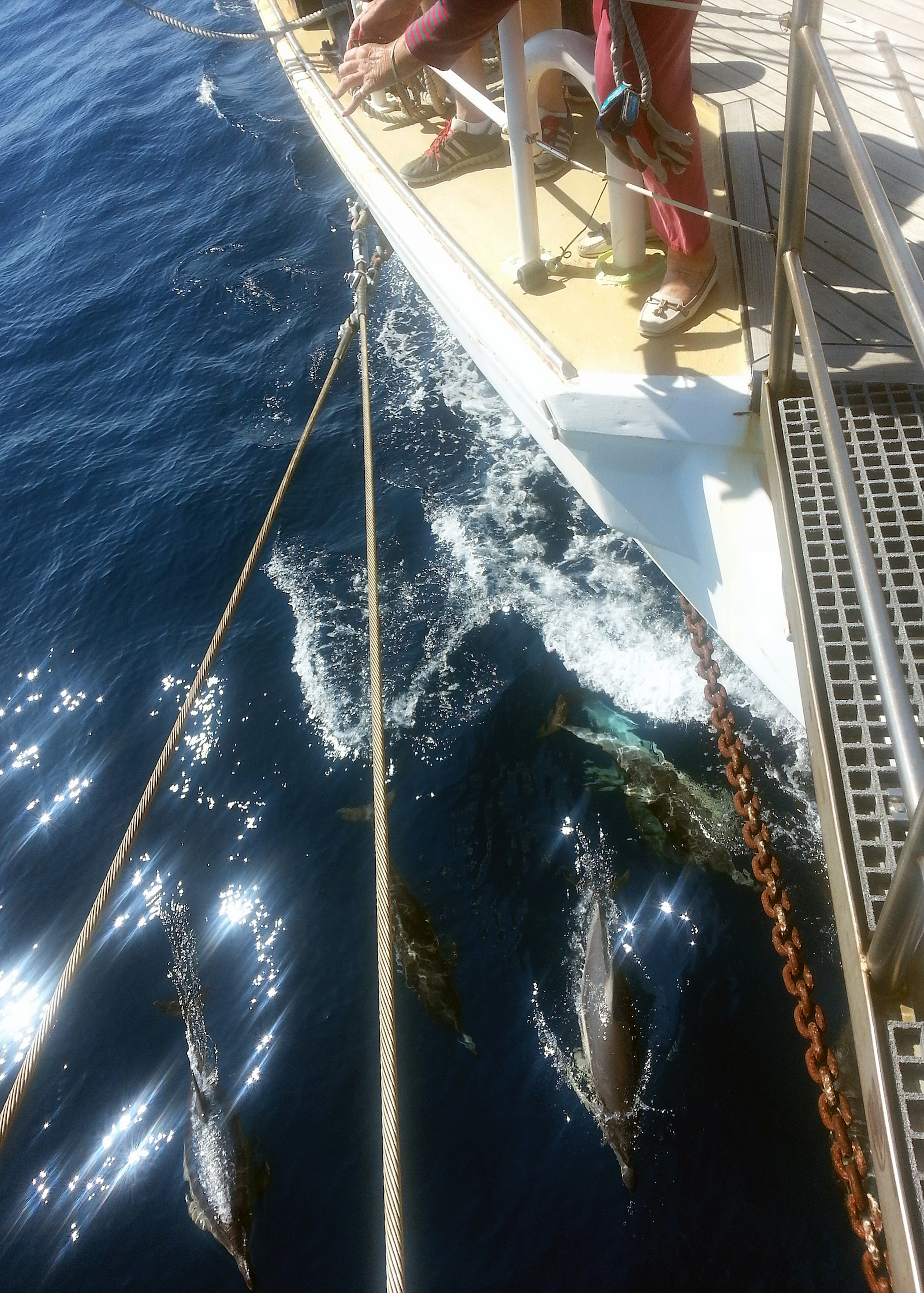 Bow-riding dolphins alongside the SV Tenacious / Image supplied by Martin Heng