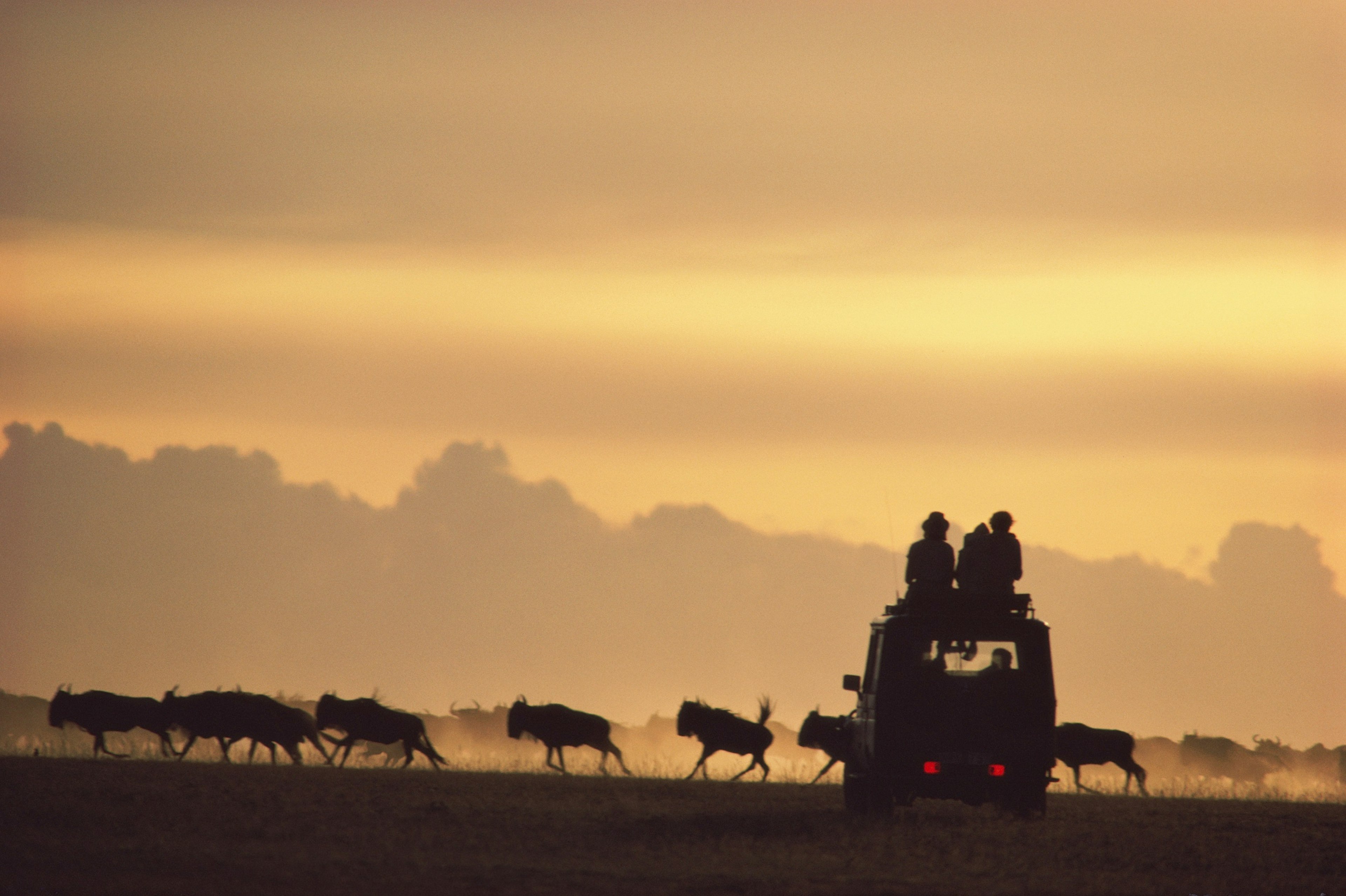 Three people sit on the roof of a 4WD safari vehicle; in front of the them runs a herd of wildebeest. The sky in the background is golden, with a low cloud looking like mountains on the horizon. The people, truck and wildebeest are all in silhouette.