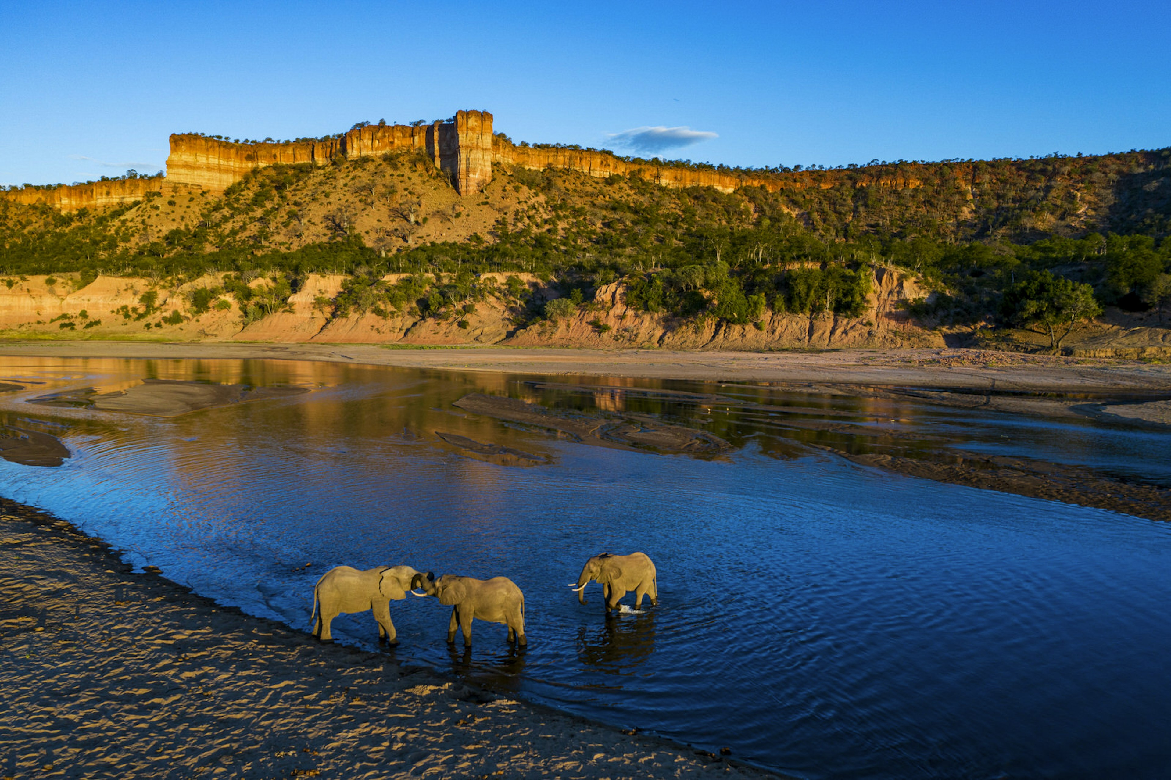 Three elephants cavort in the shallows of the Runde River, with the Chilojo Cliffs in the background.