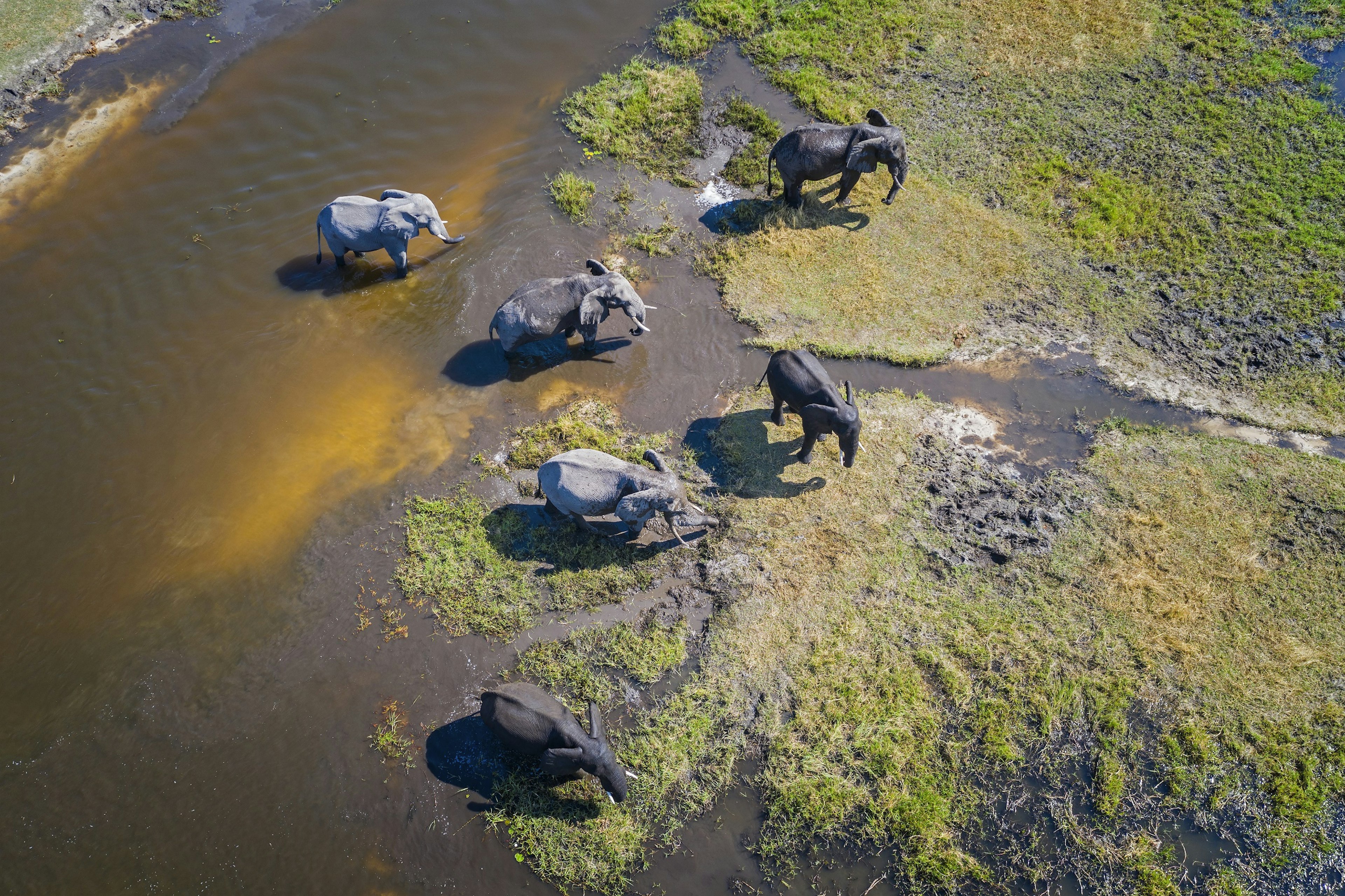 Shot from above, this image shows six adult elephants standing on the edge of a shallow river in Botswana.