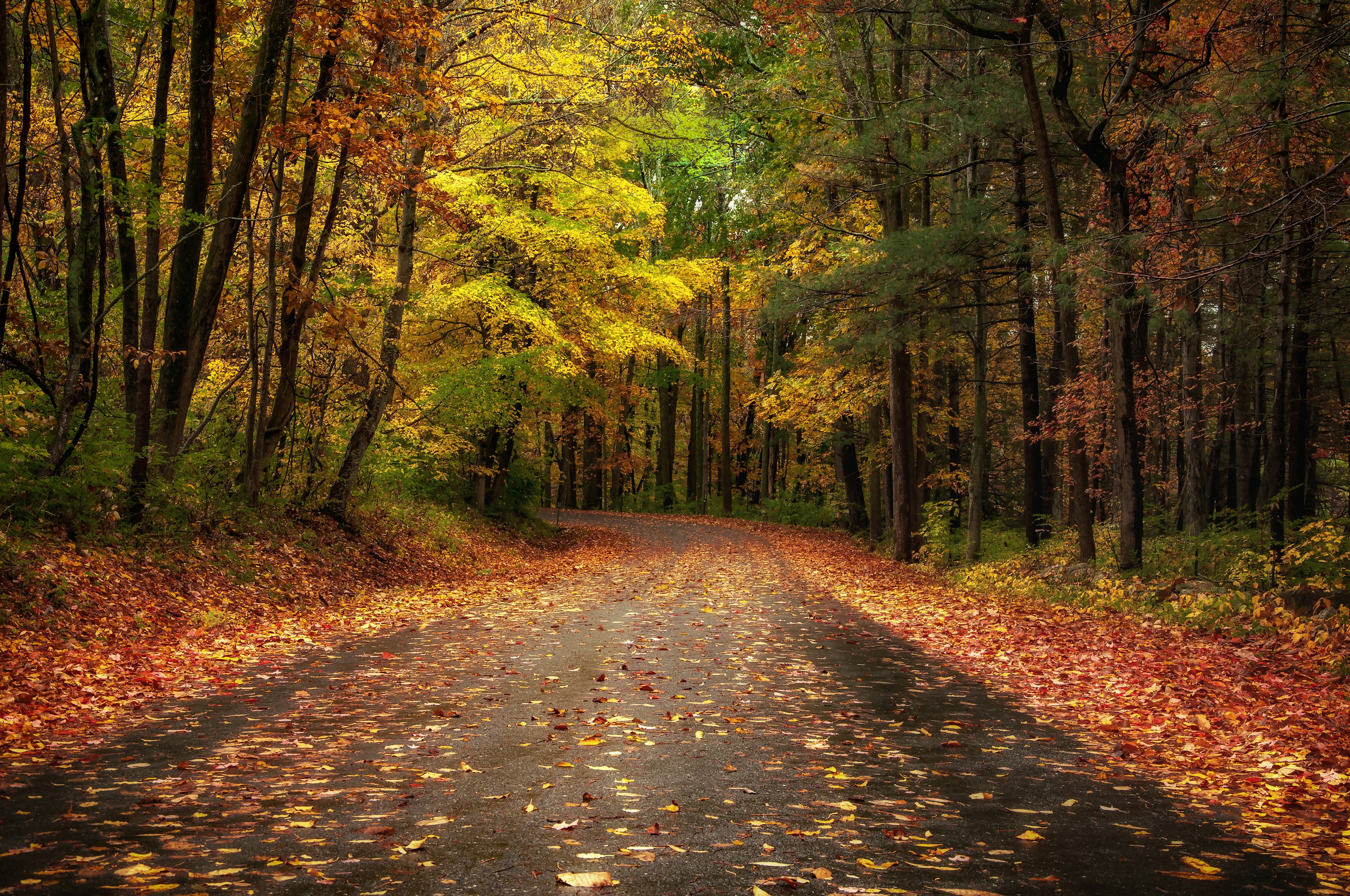 Bright red, yellow and orange leaves along a road.