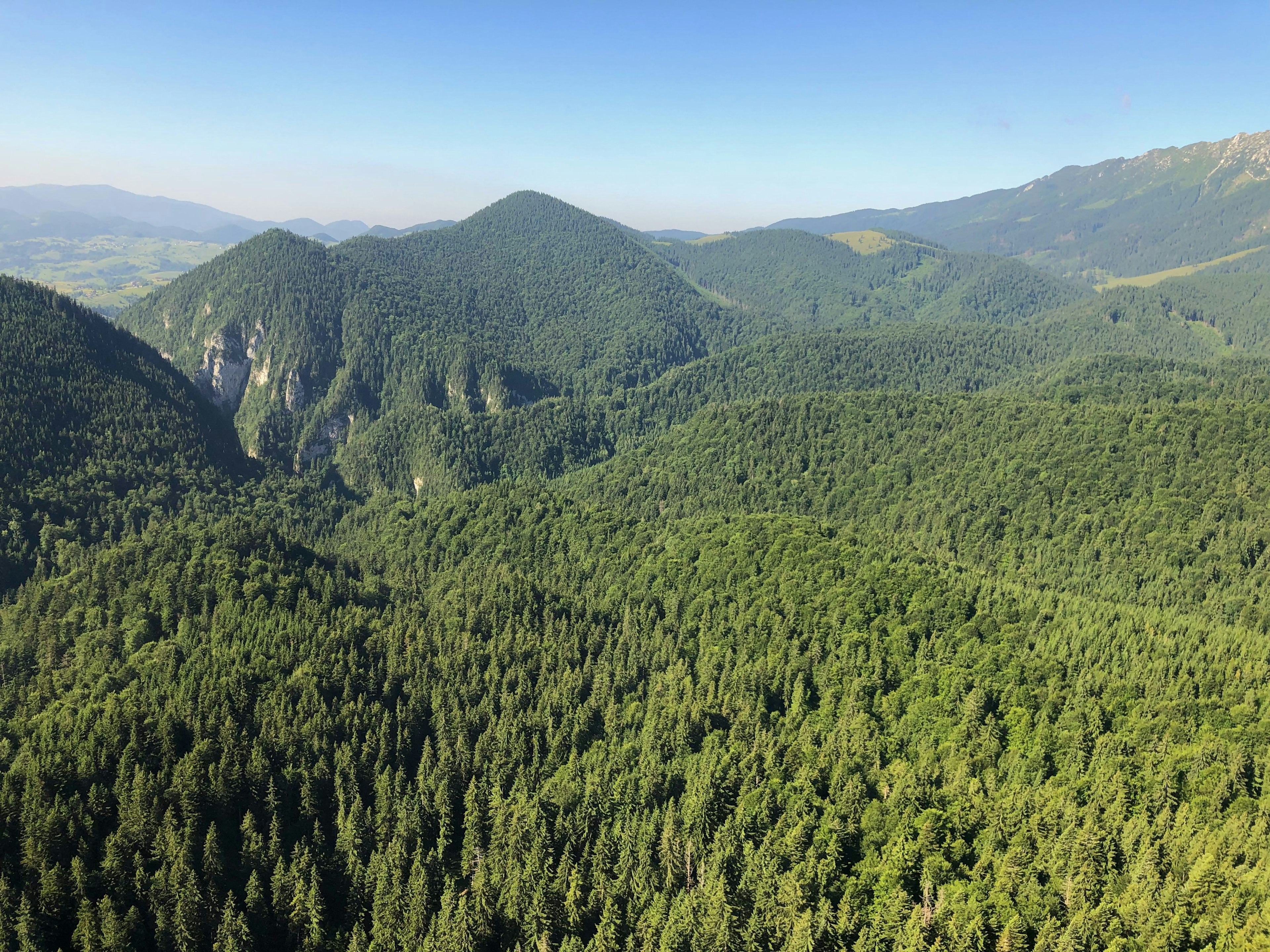 Unfragmented forest stretches for miles across the rolling landscape of the Făgăraș Mountains