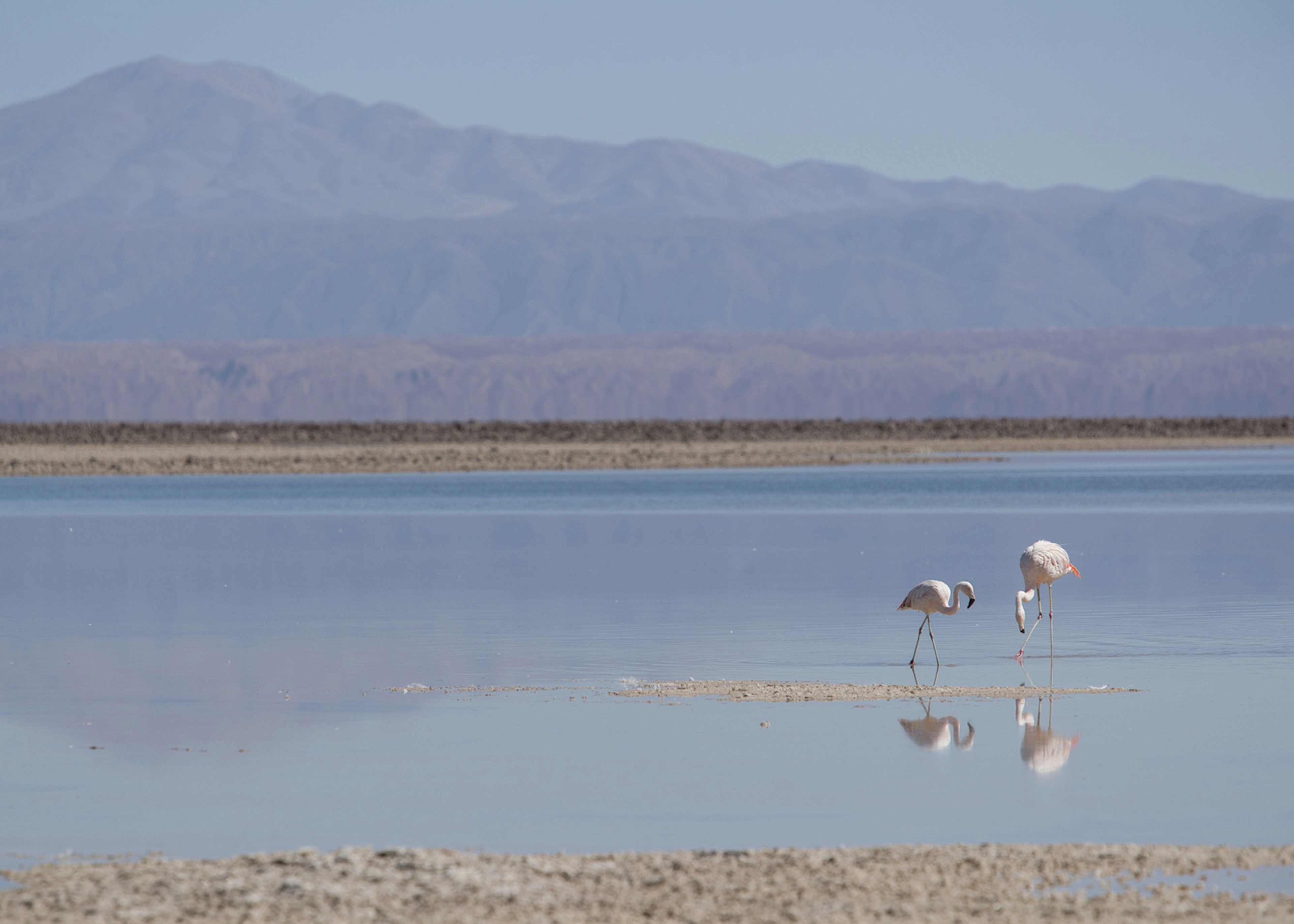 Flamingos feeding in a lake in the Atacama Desert, Chile © Philip Lee Harvey / ϰϲʿ¼