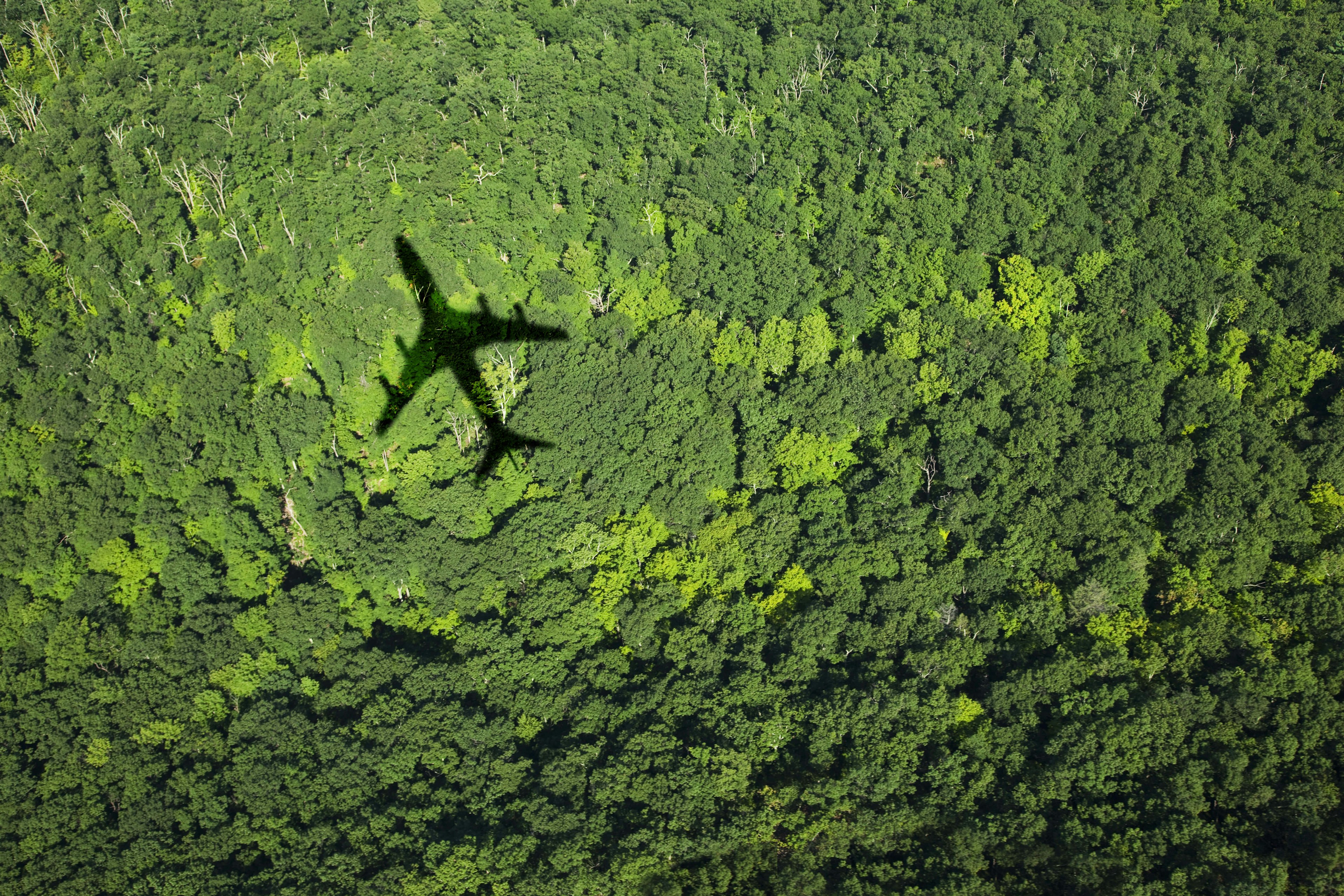 A shadow of a plane over a forest.