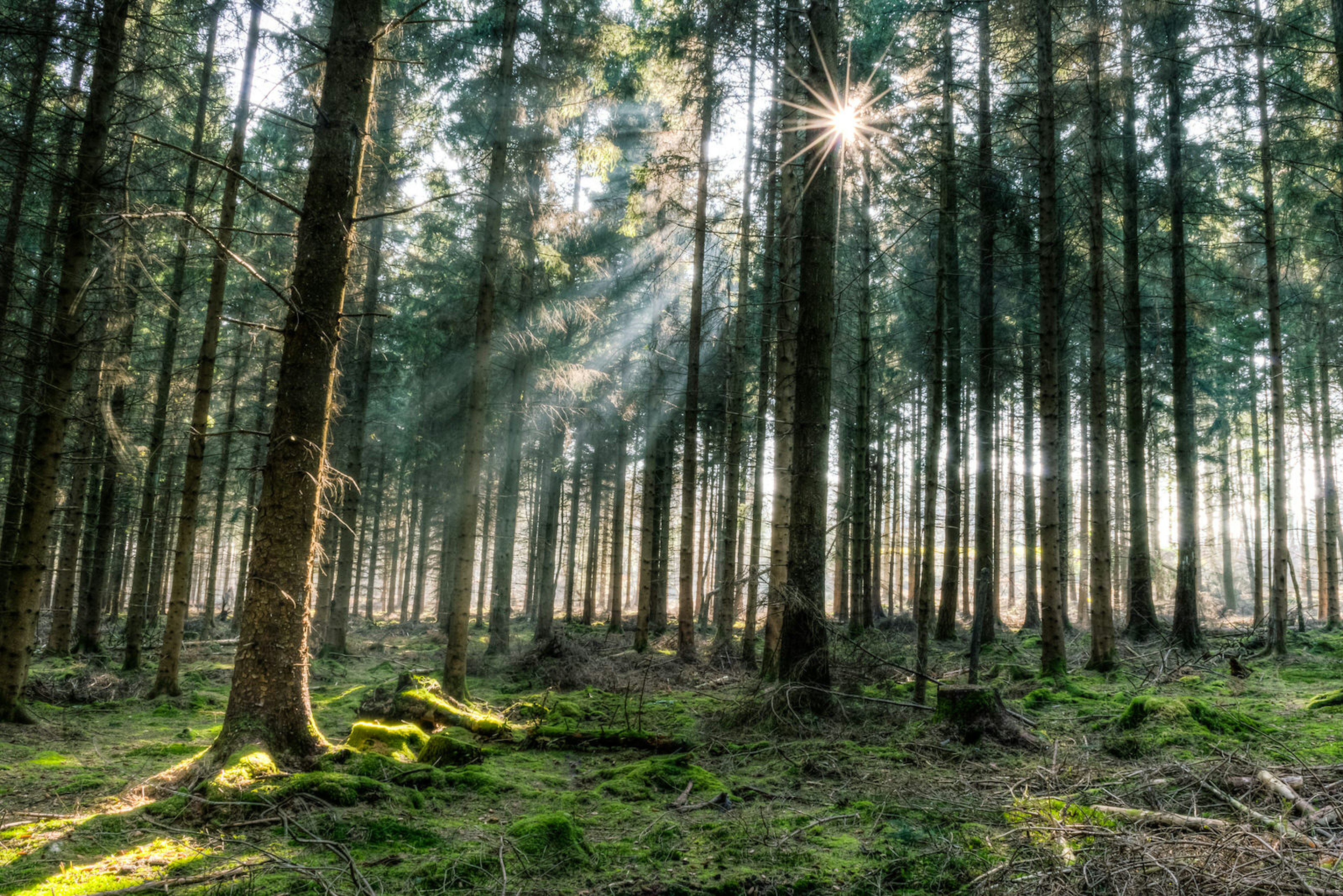 The sun shines through tall trees onto a moss-covered woodland floor in the Forest of Dean, one of the UK locations used in Killing Eve season two