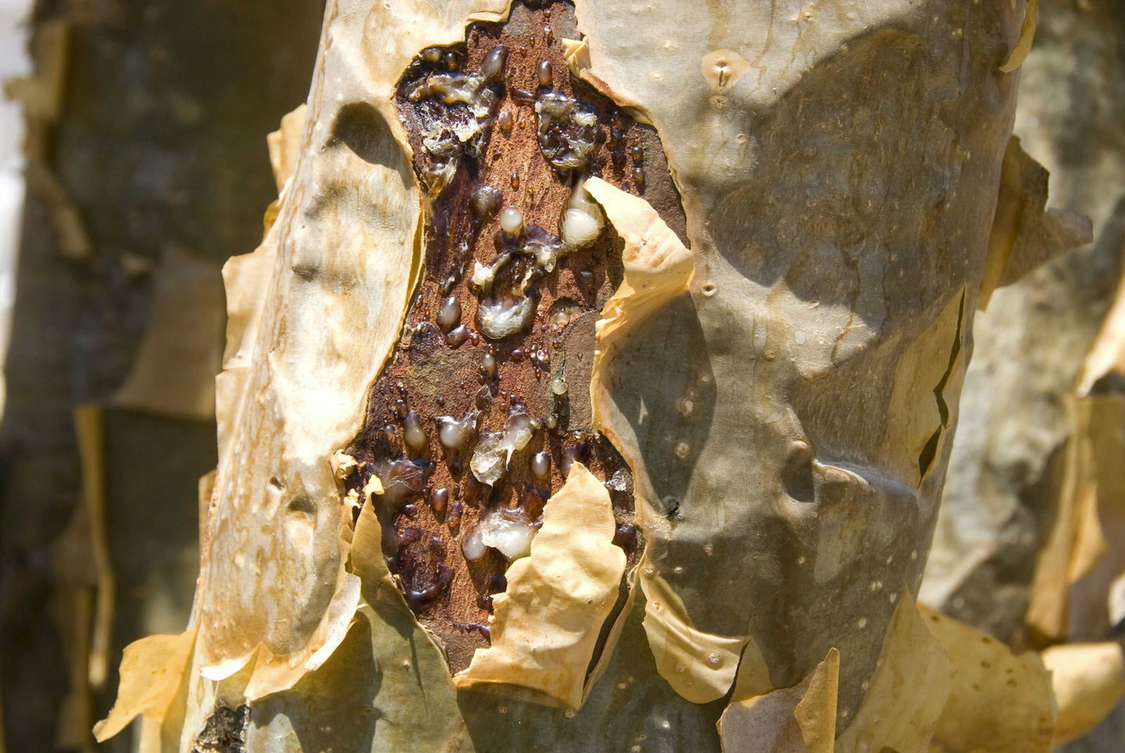 Frankincense resin seeps out of a cut in the tree's bark, Dhofar Mountains, Salalah, southern Oman © Tony Waltham / robertharding / Getty Images